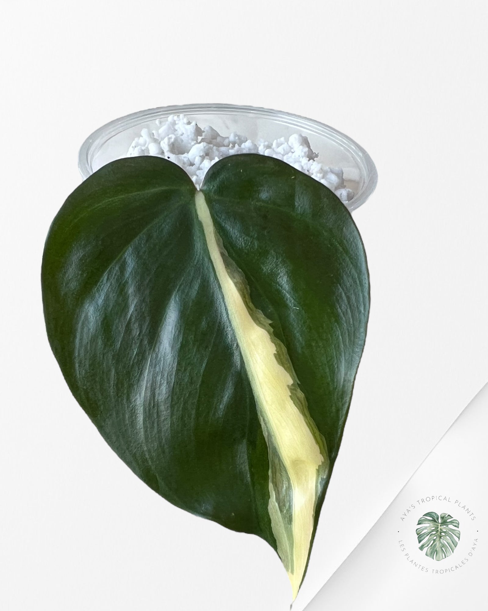 Philodendron Hederaceum 'Rio'-2246
