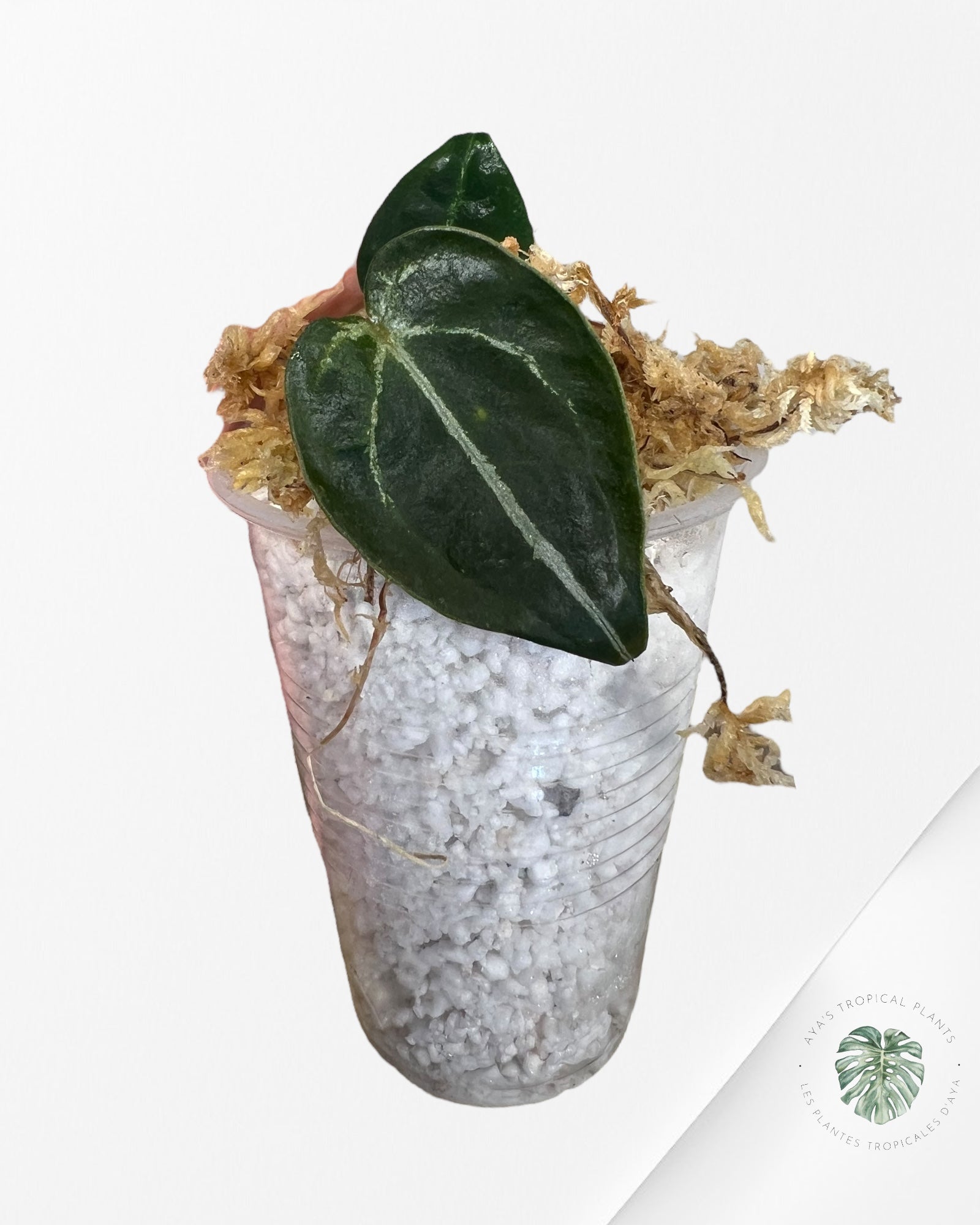 Anthurium Forgetii -08