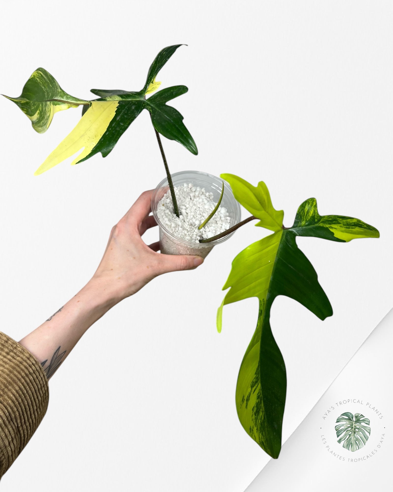 Philodendron Florida Beauty - ME1