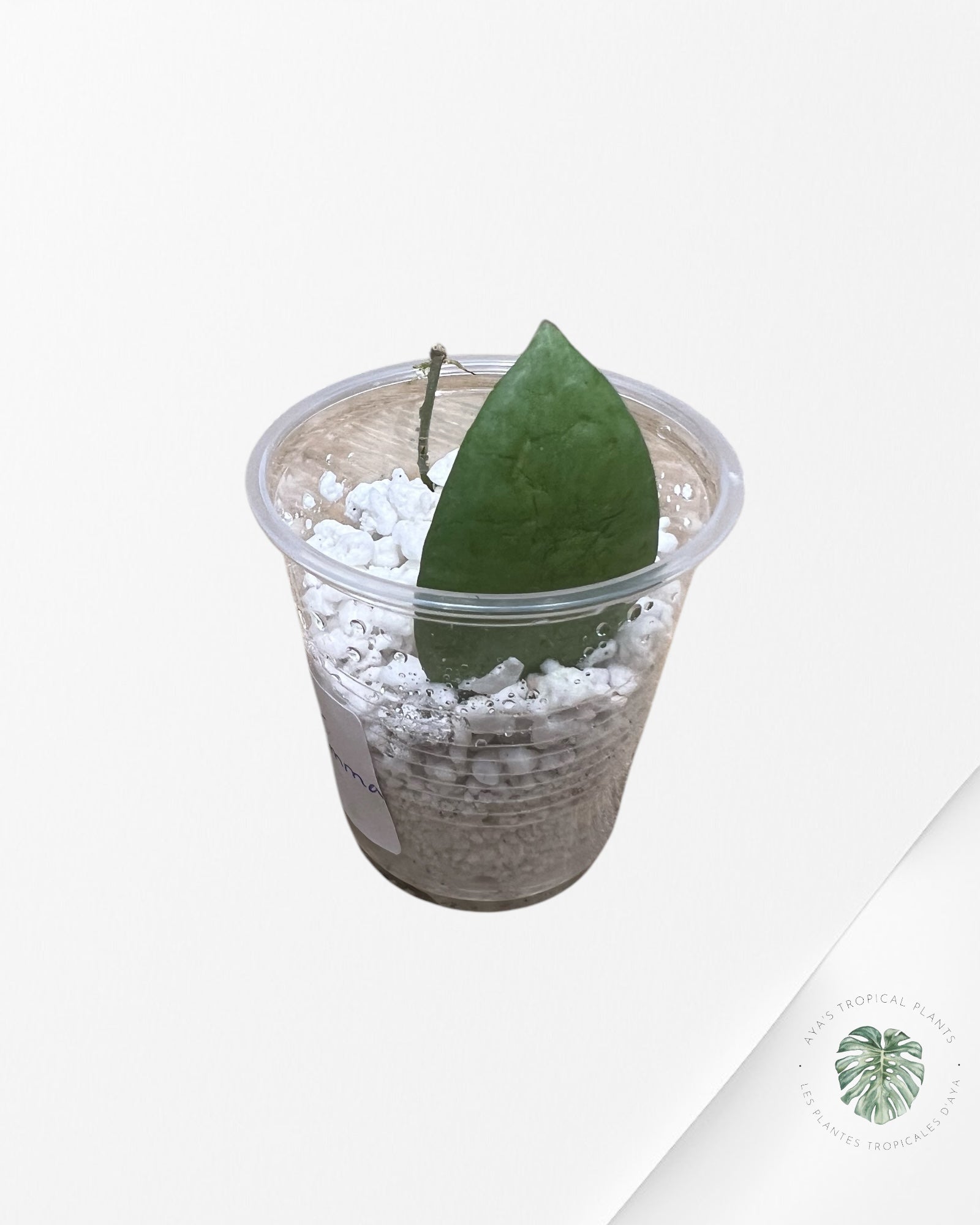 Hoya Erythrostemma (Silver) - SP1