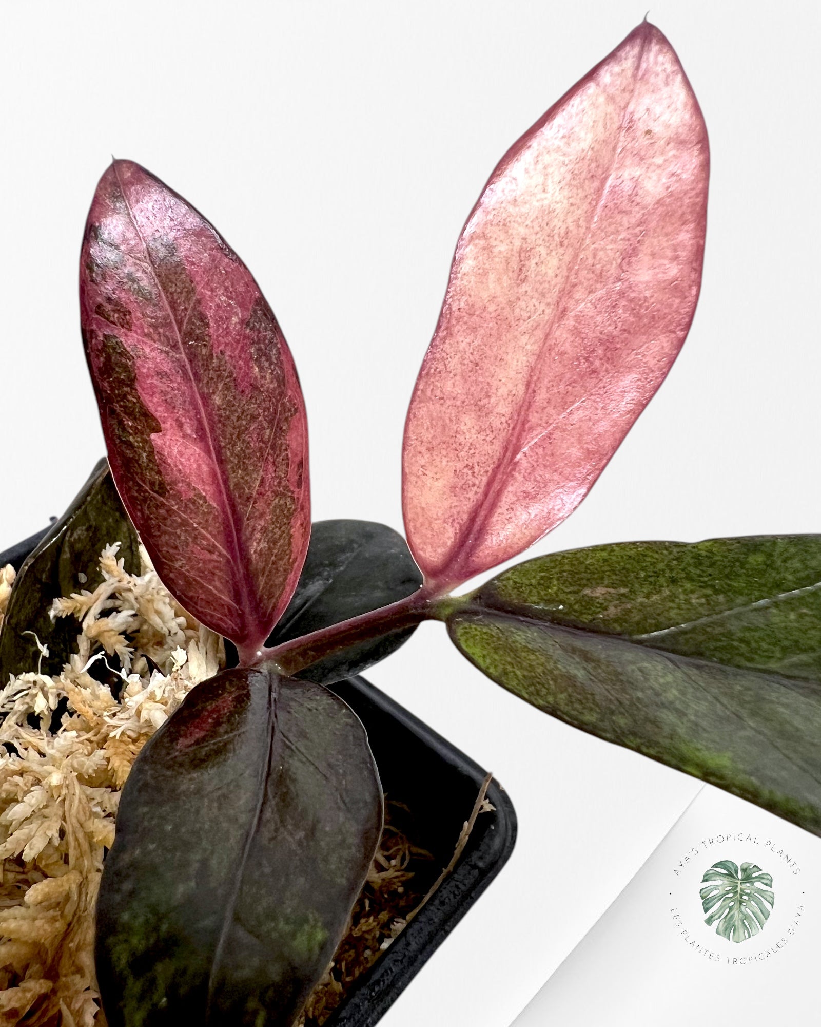 Zamioculcas Raven ZZ rose panaché-JA3