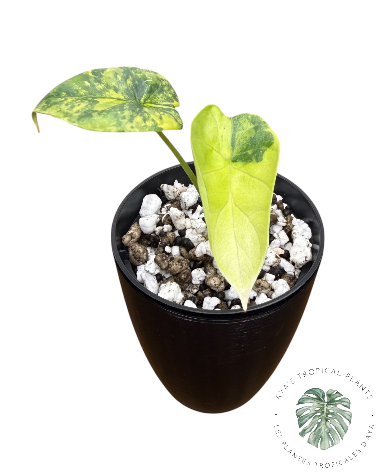 Alocasia Silver Dragon Aurea panaché