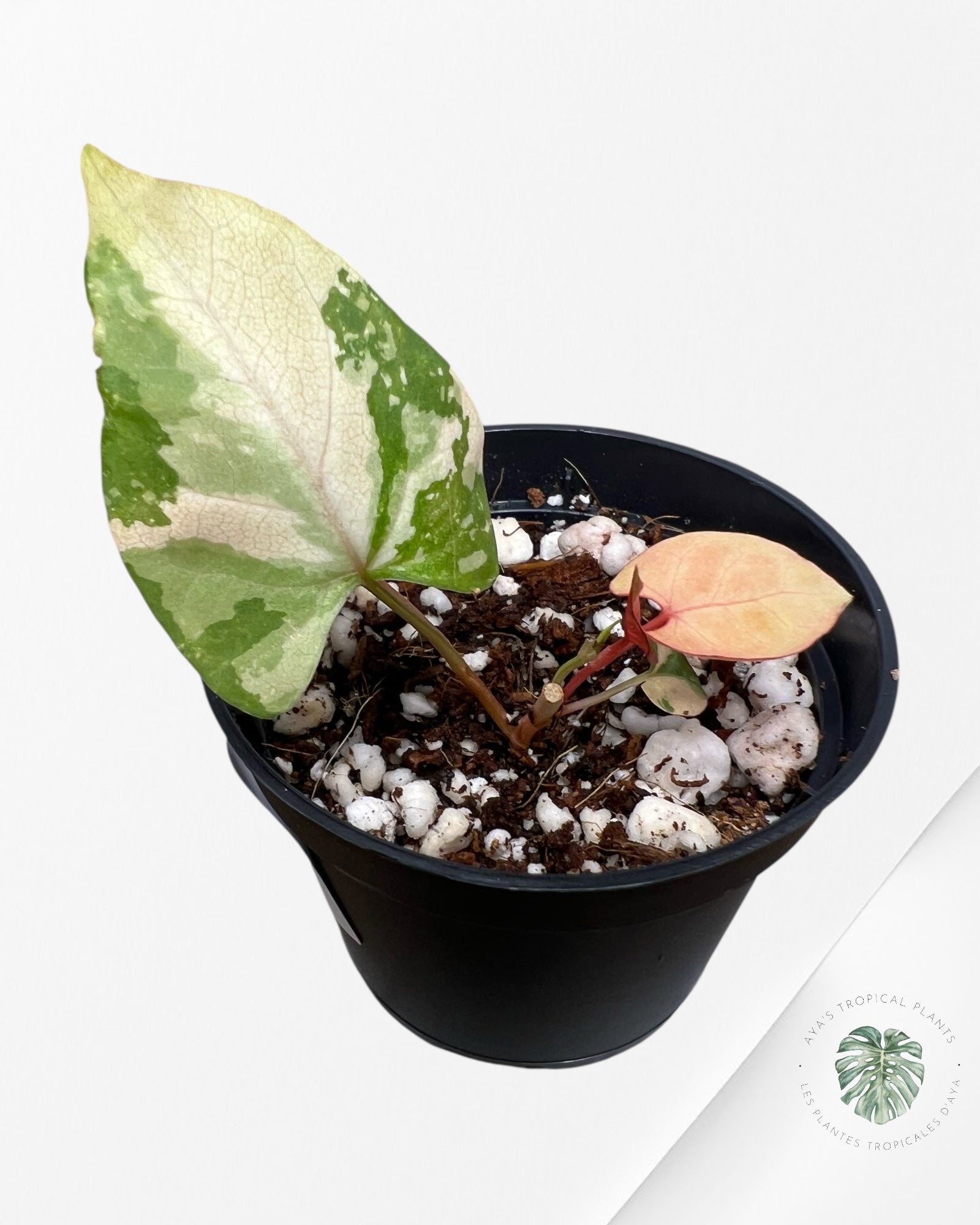 Fallopia multiflora Variegated - 42