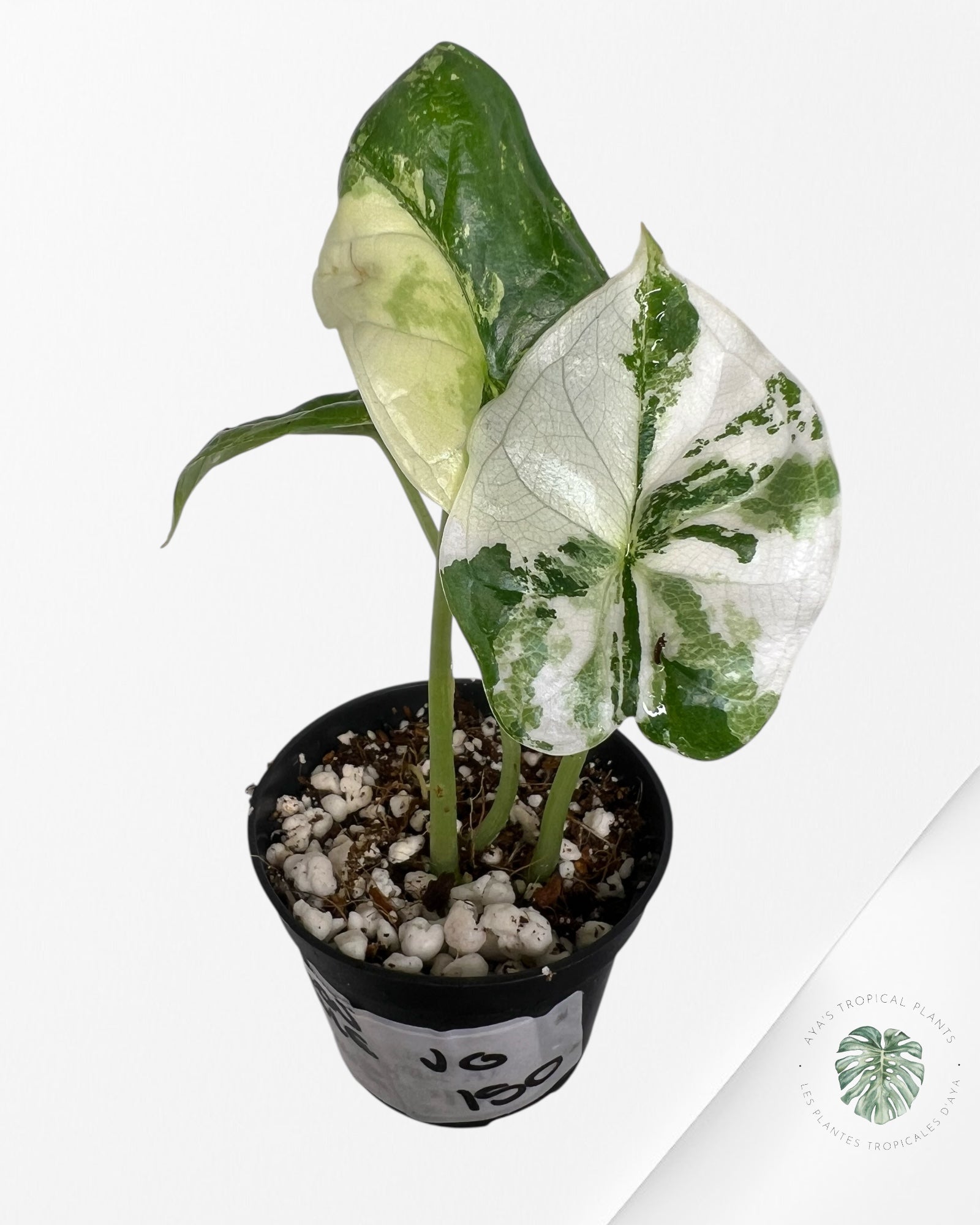 Alocasia Dragon Scale Variegated Albo ( Grade A) - 1002