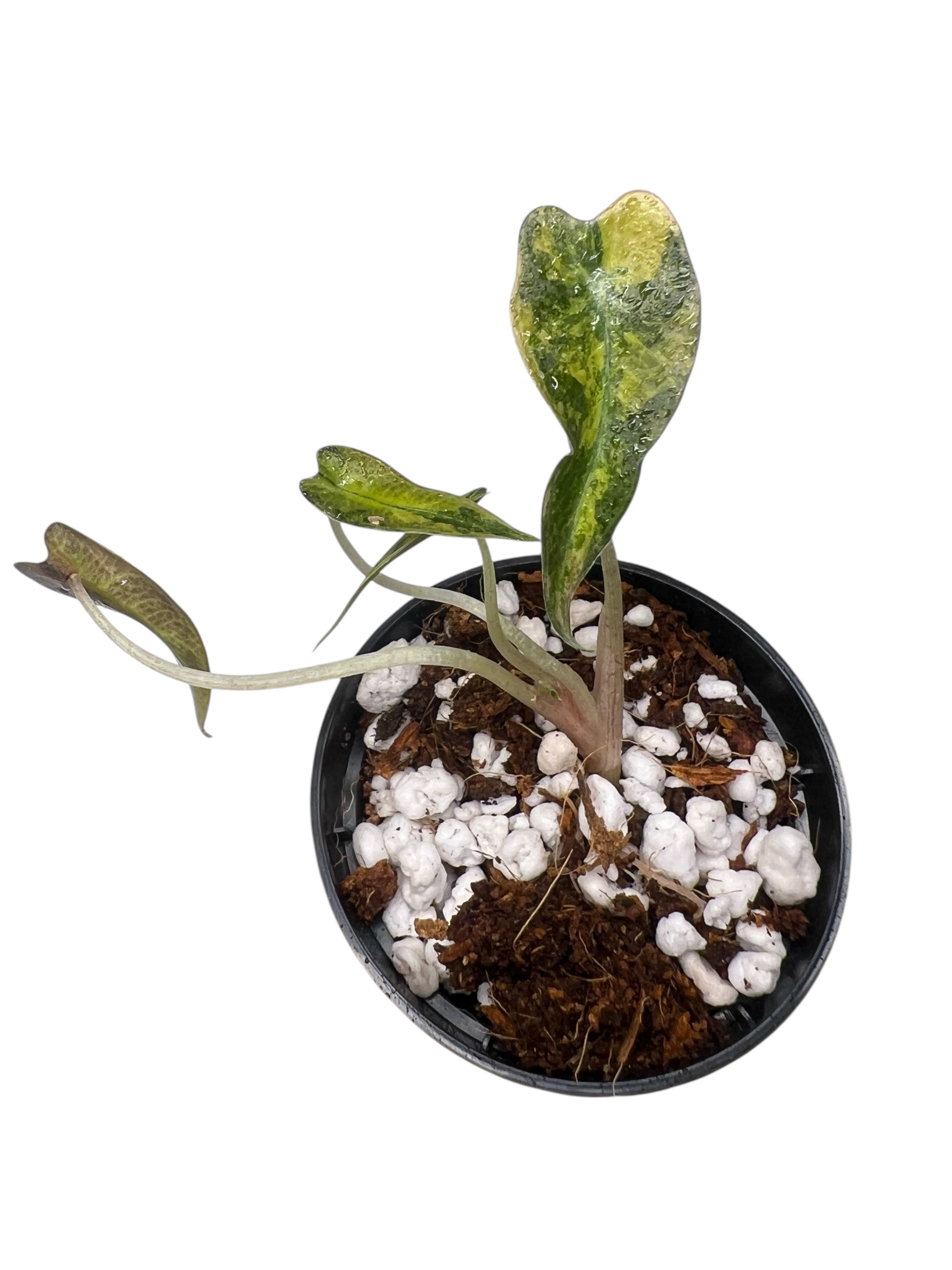 Alocasia Bambino Variegated (Aurea) - TC02