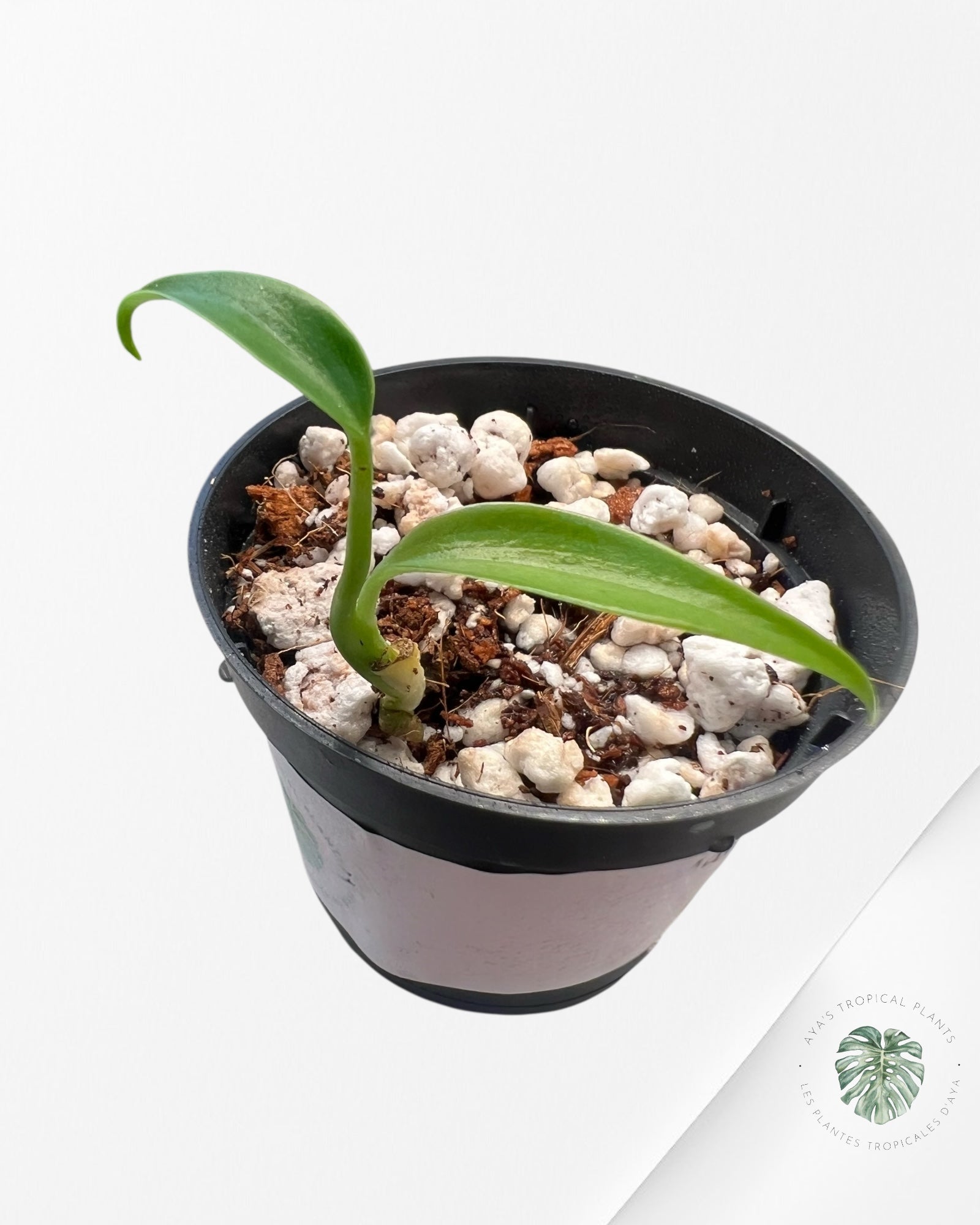 Monstera Burle Marx Flame - 6