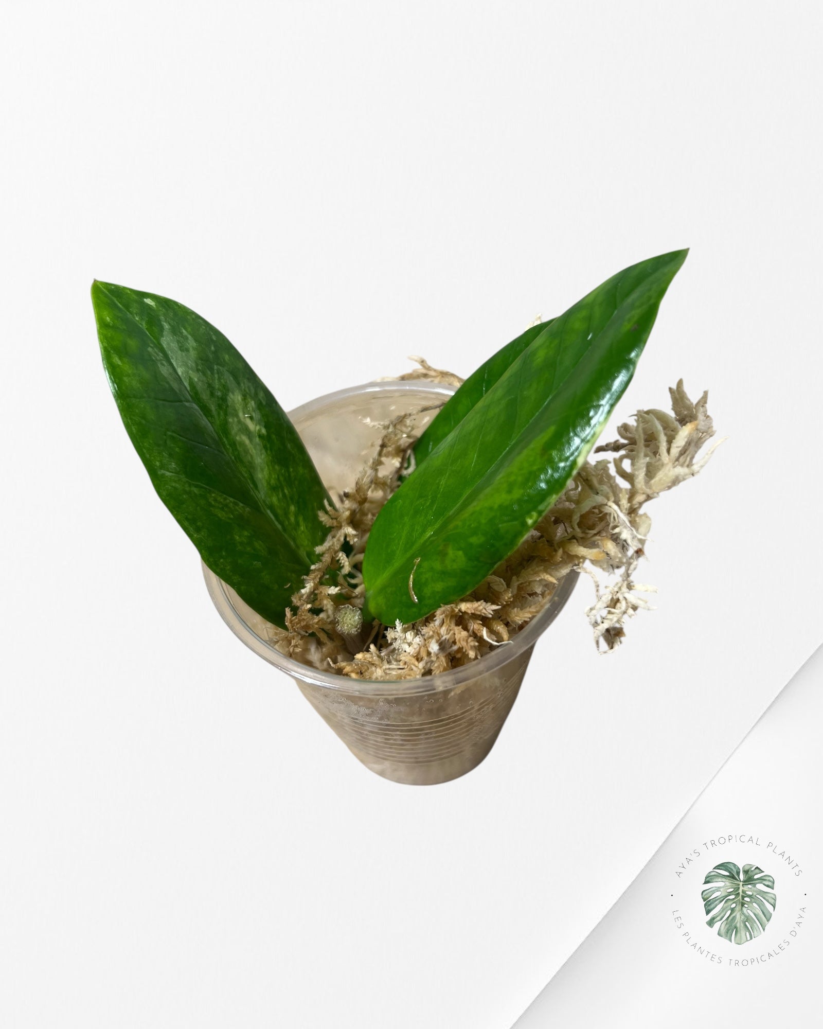 Zamioculcas Zamiifolia ZZ Variegated - Z6