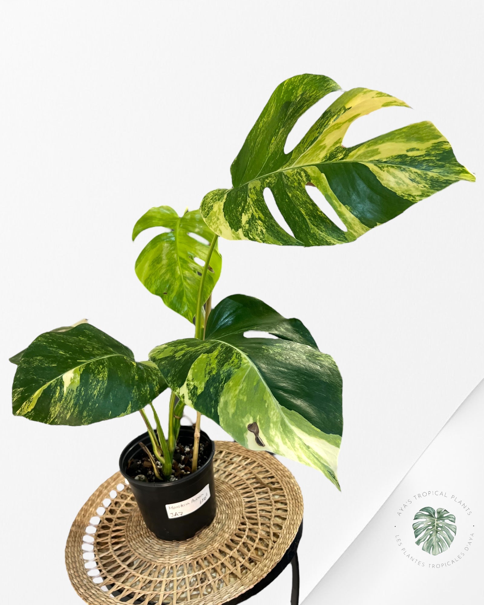 Monstera Aurea -JA7