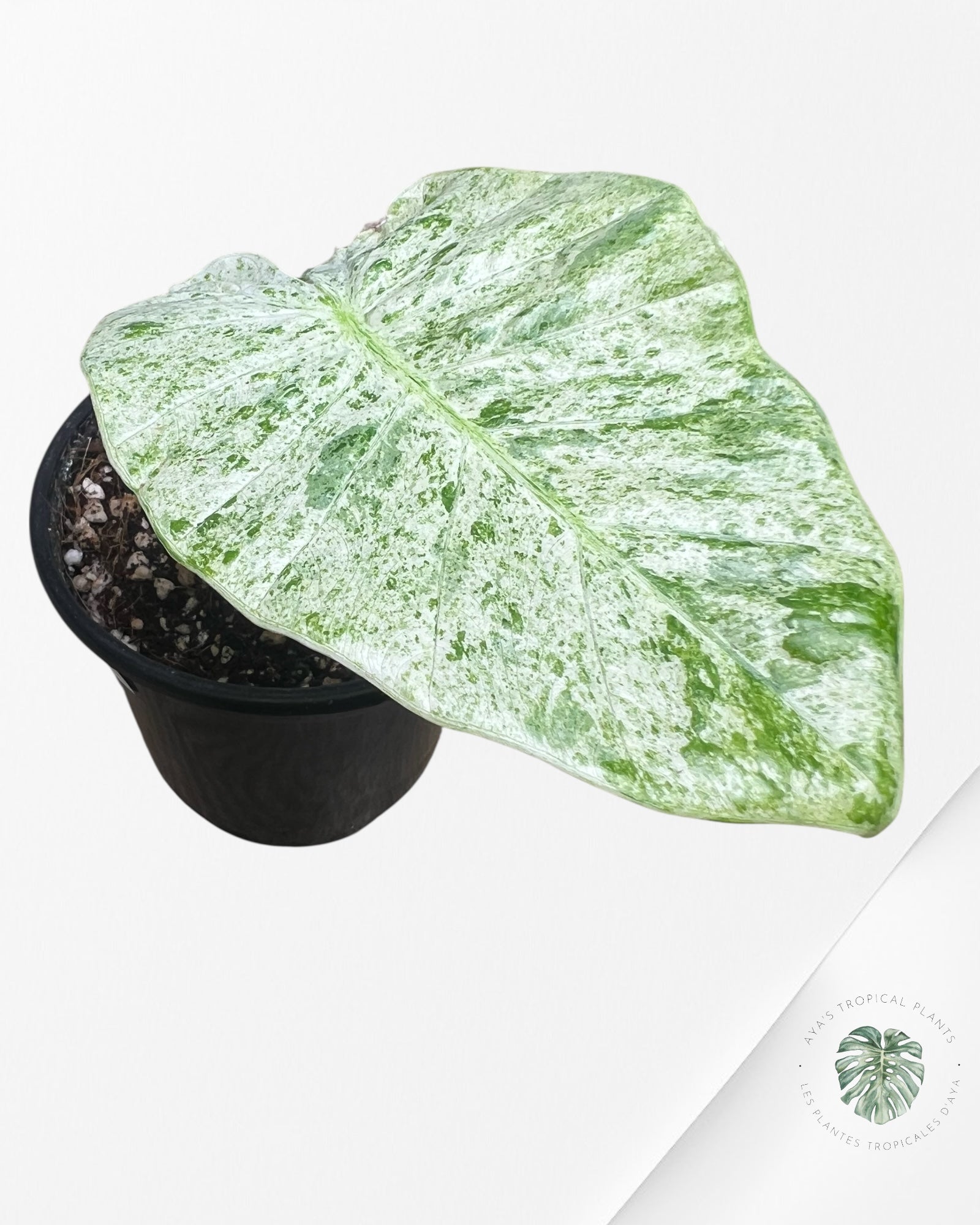 Alocasia Macrorrhiza Splash -SPK