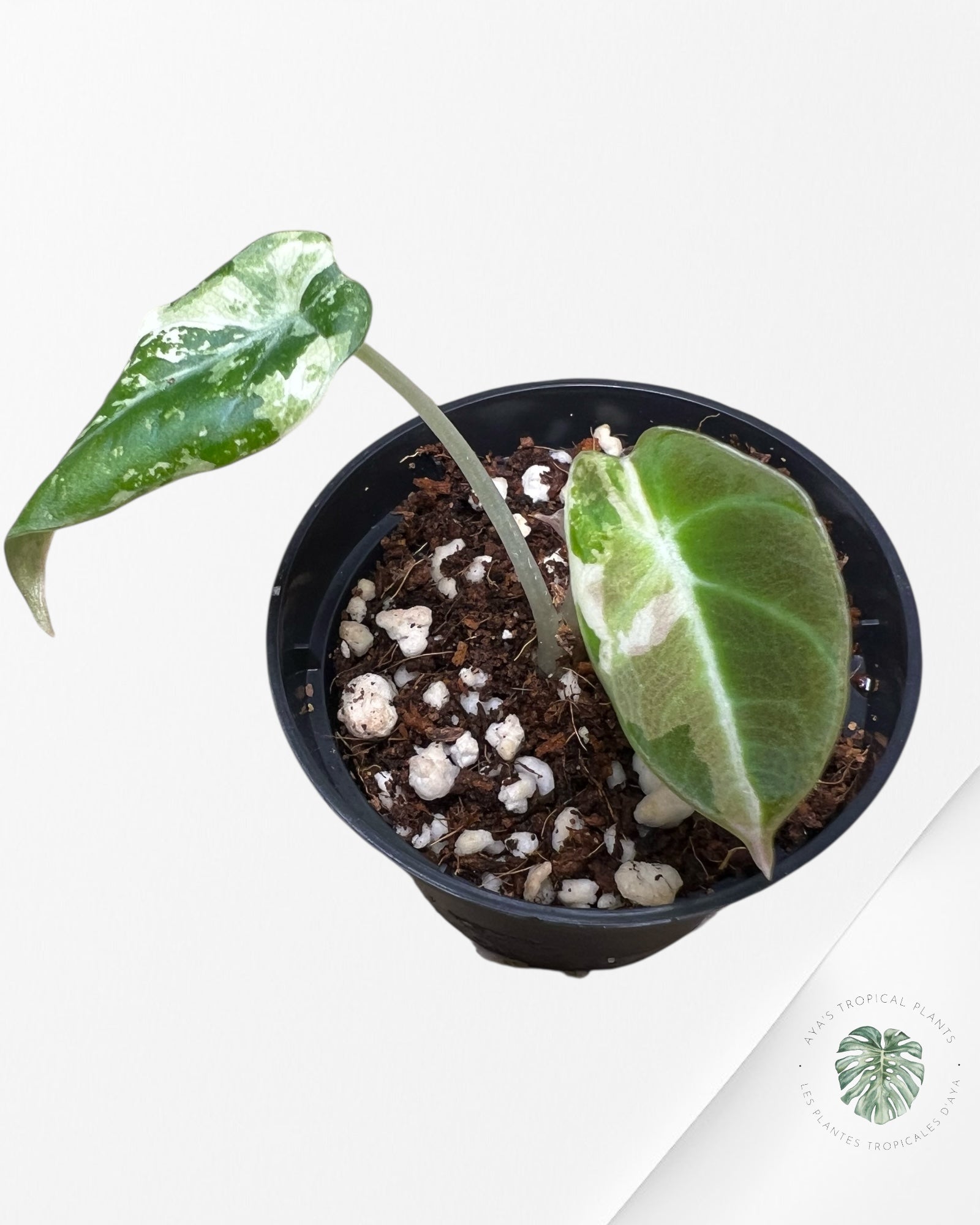 Alocasia Black Velvet Pink Variegated - 500