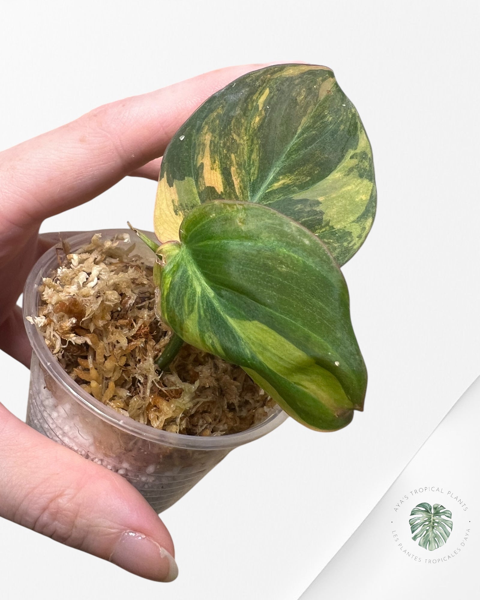 Philodendron Micans Variegated-PH21