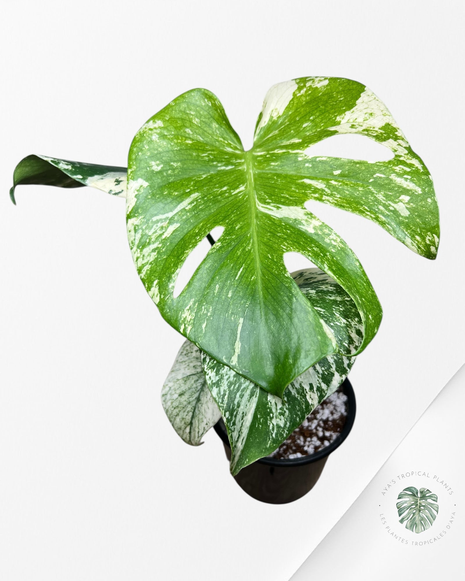 Monstera Mint - 86