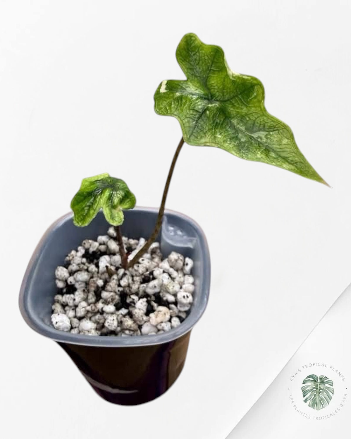 Alocasia Jacklyn Mystic panaché