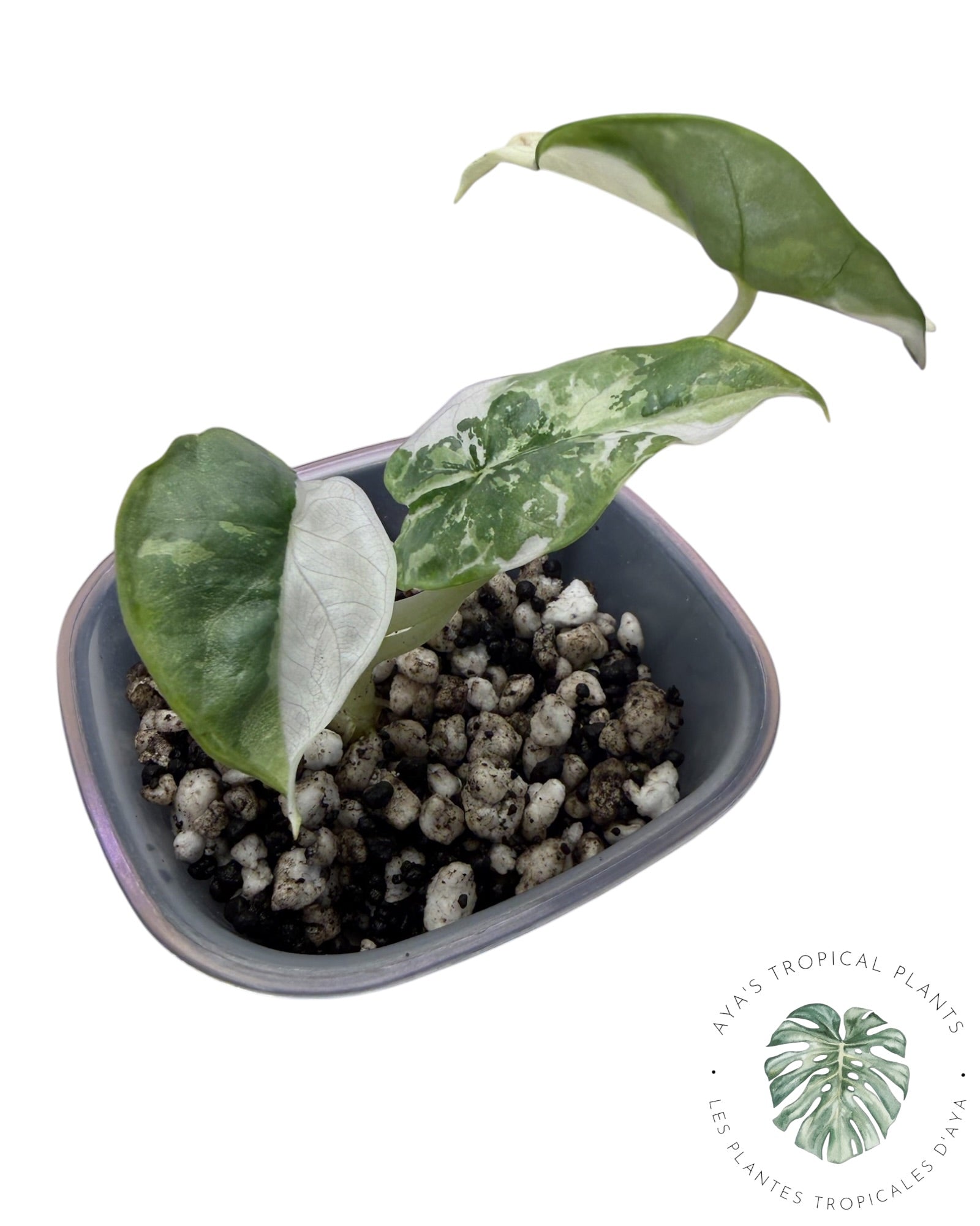 Alocasia Silver Dragon Albo