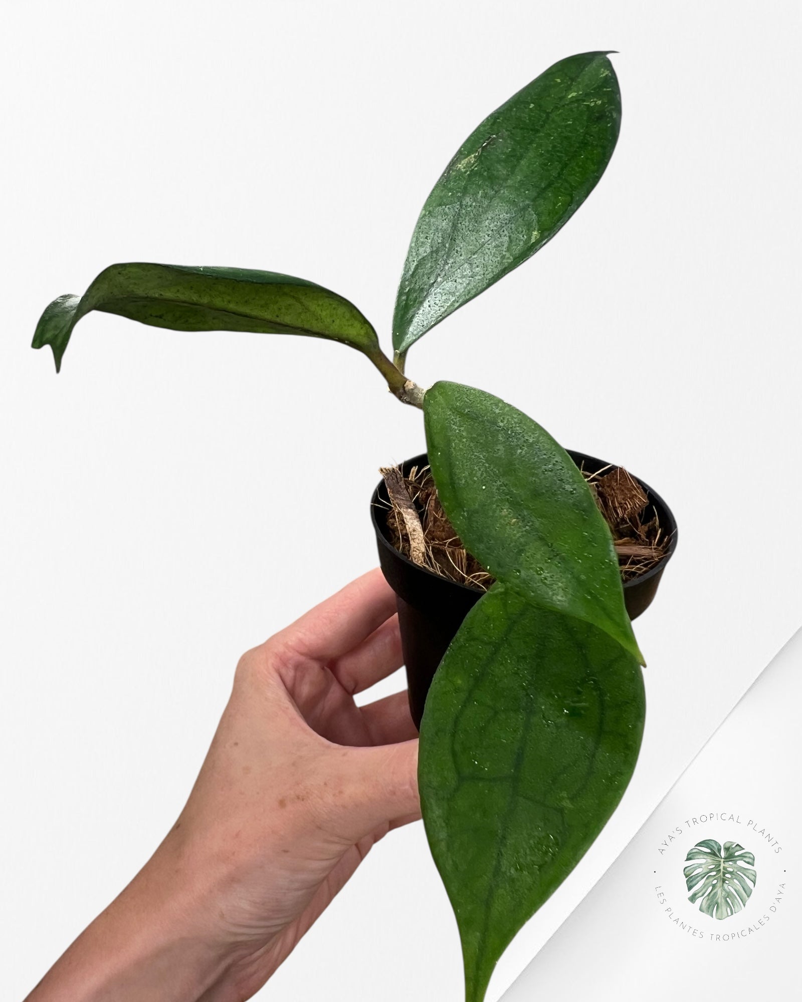 Hoya cv. Jennifer - V2