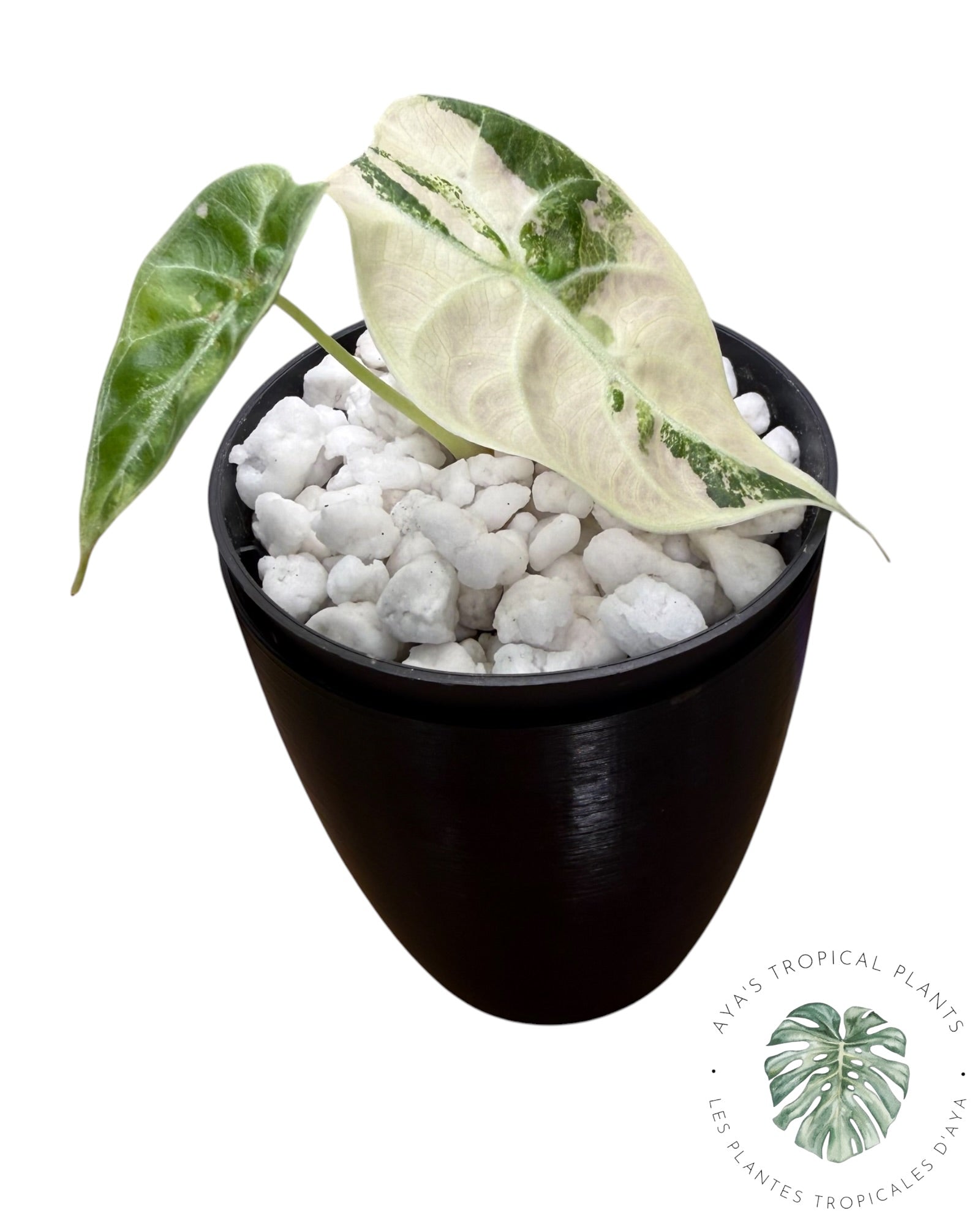 Alocasia Watsoniana Doff. Panaché rose