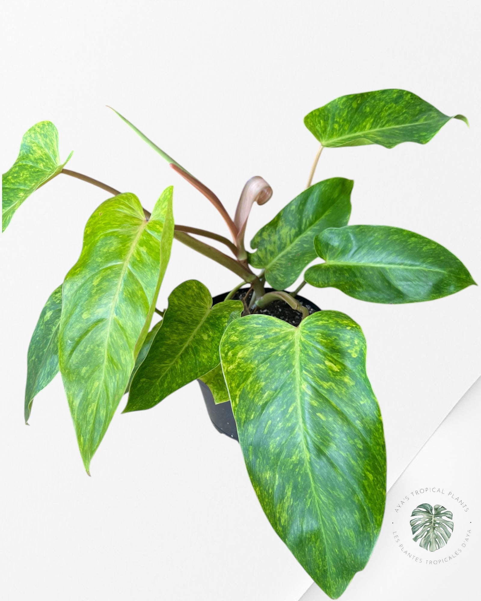 Philodendron Painted Lady-XL PPL3