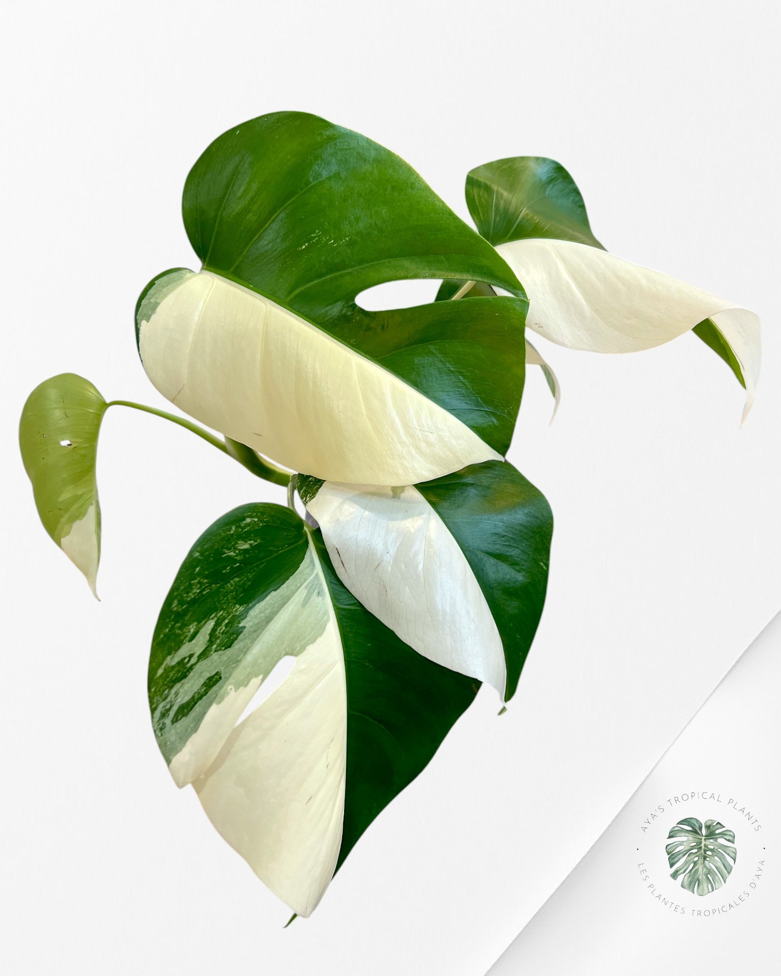 Monstera Borsigiana Albo-JA10