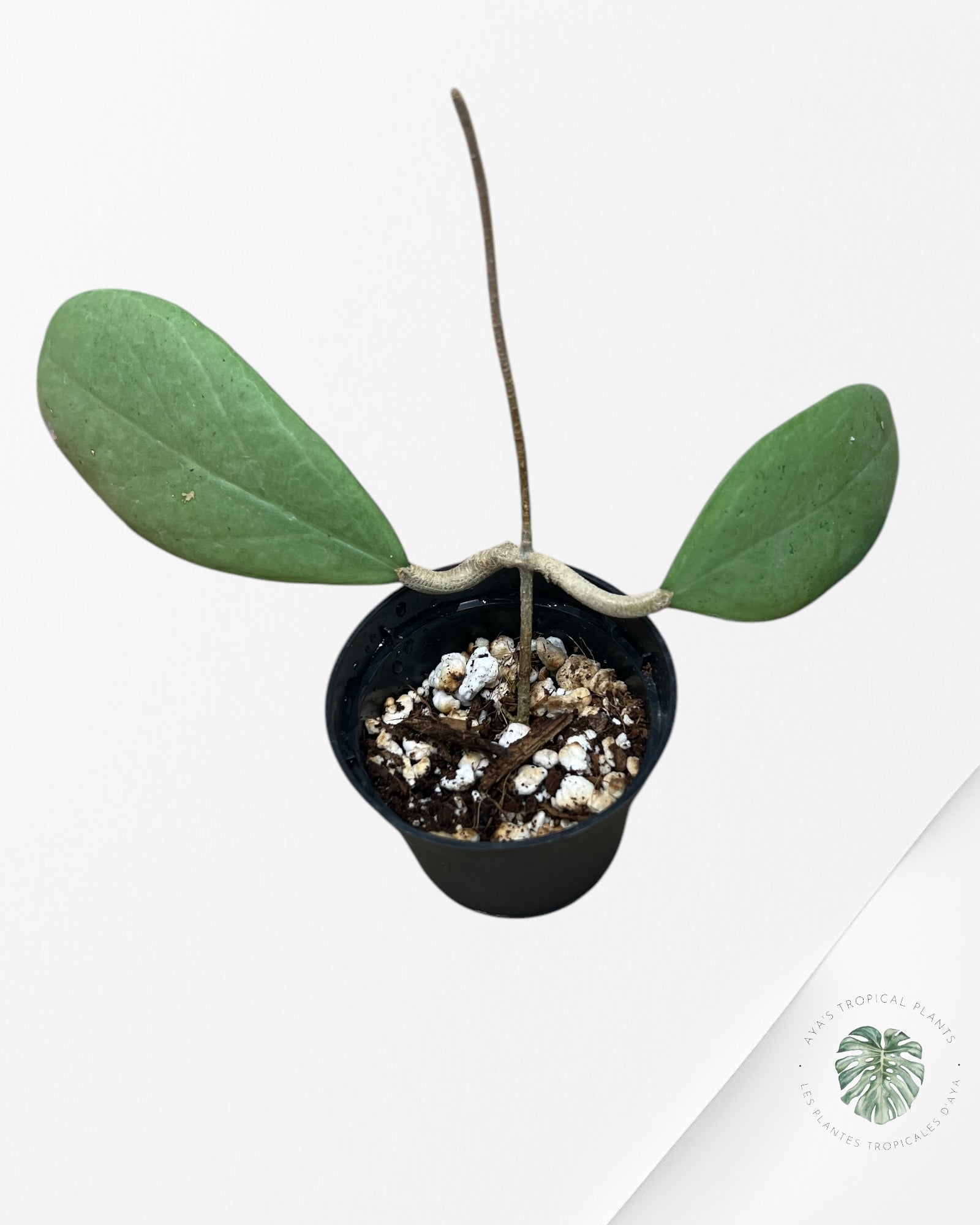 Hoya erythrostemma (Silver) - ST3