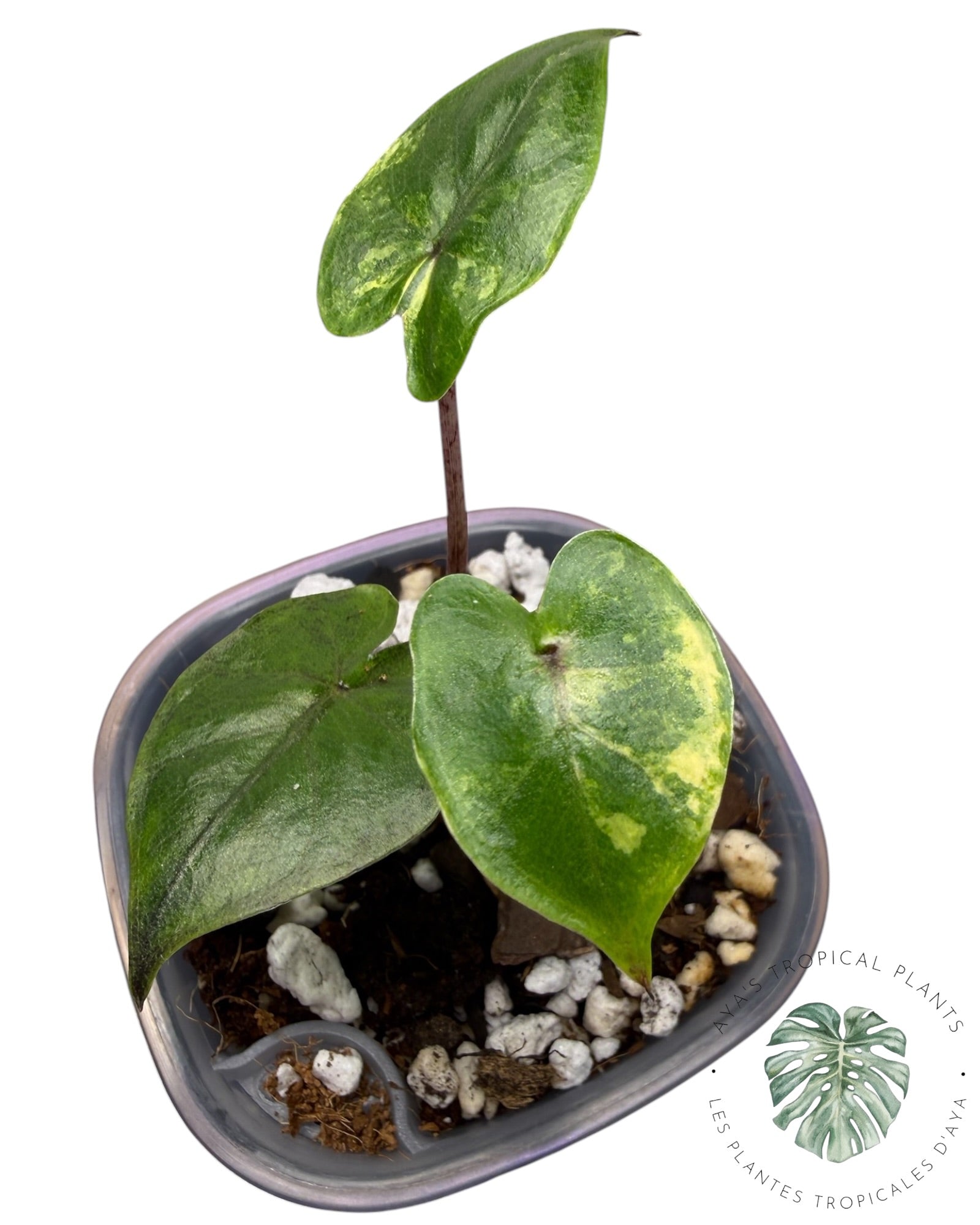 Alocasia Yucatan Aurea Panaché