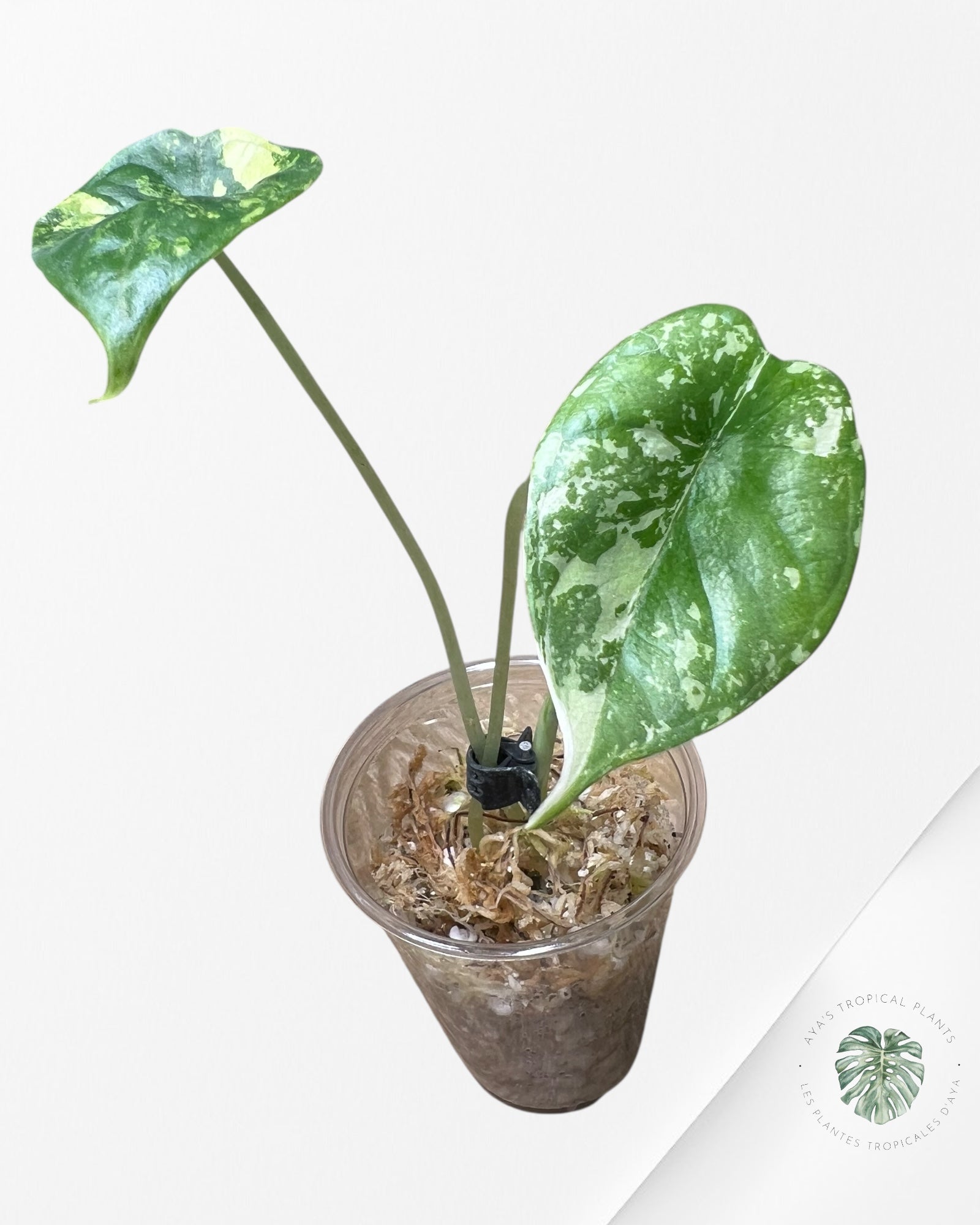 Alocasia Dragon Scale Variegated Aurea -NO