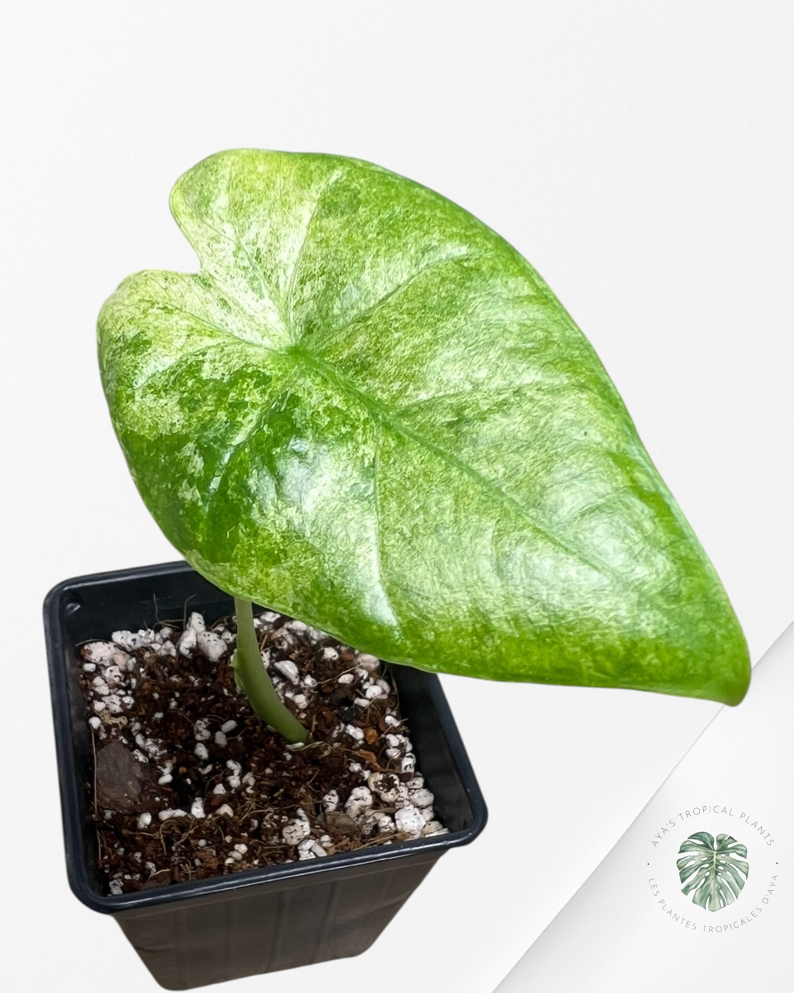 Alocasia Macrorrhiza Splash -SPG