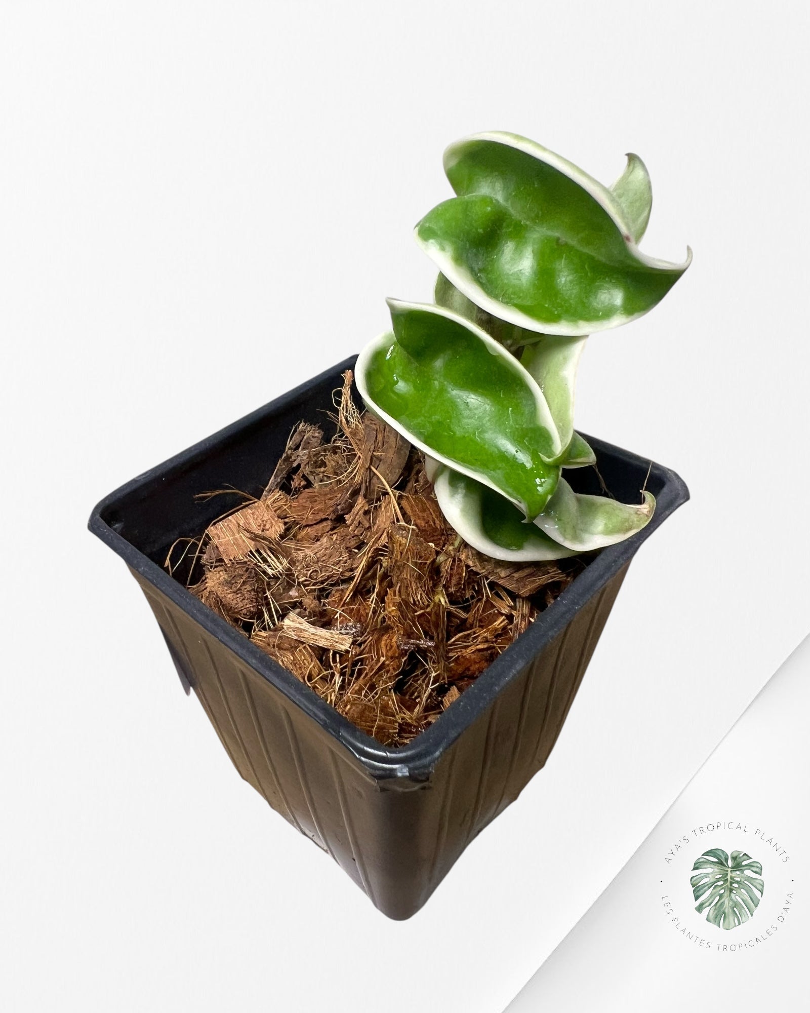 Hoya Carnosa Compacta (Outer variegation) - F