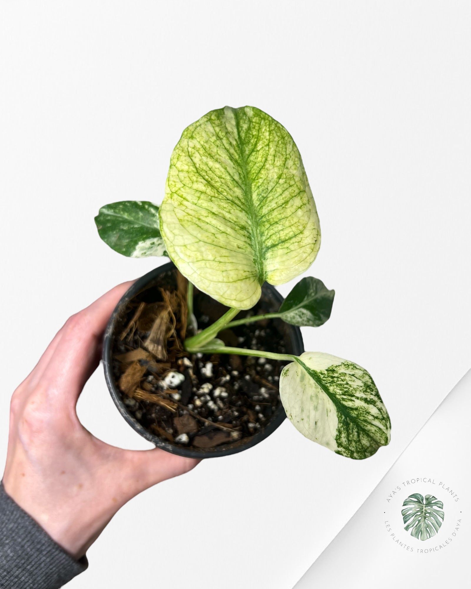 Monstera White Monster - SA2