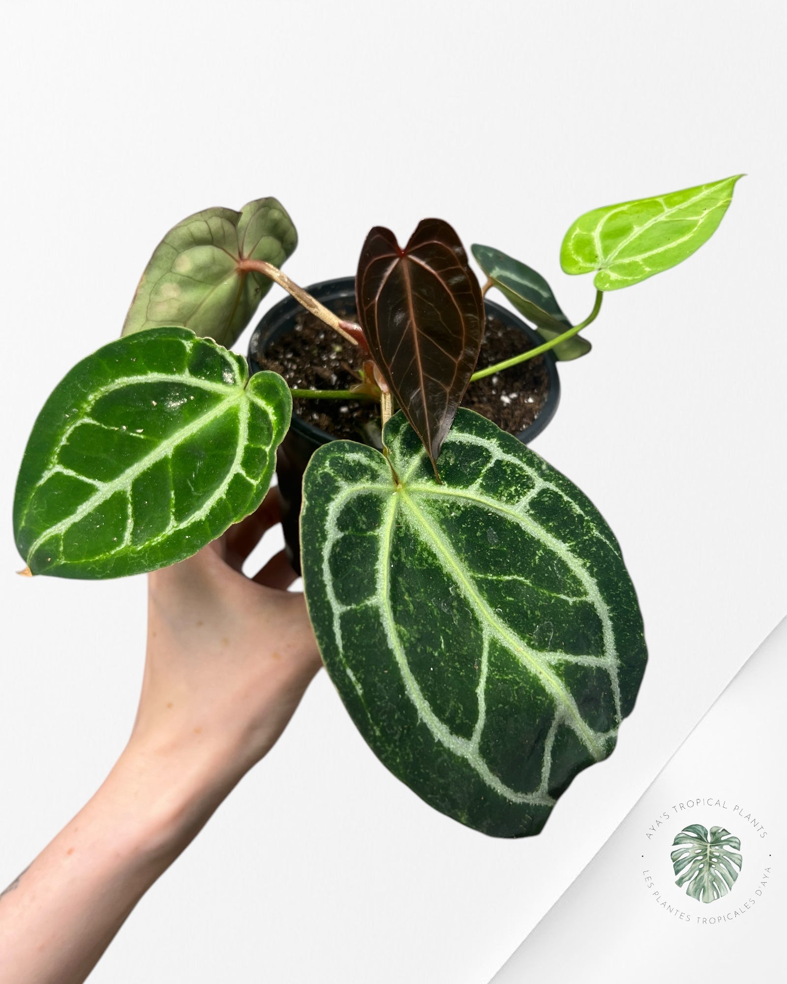 Anthurium Michelle - SA5