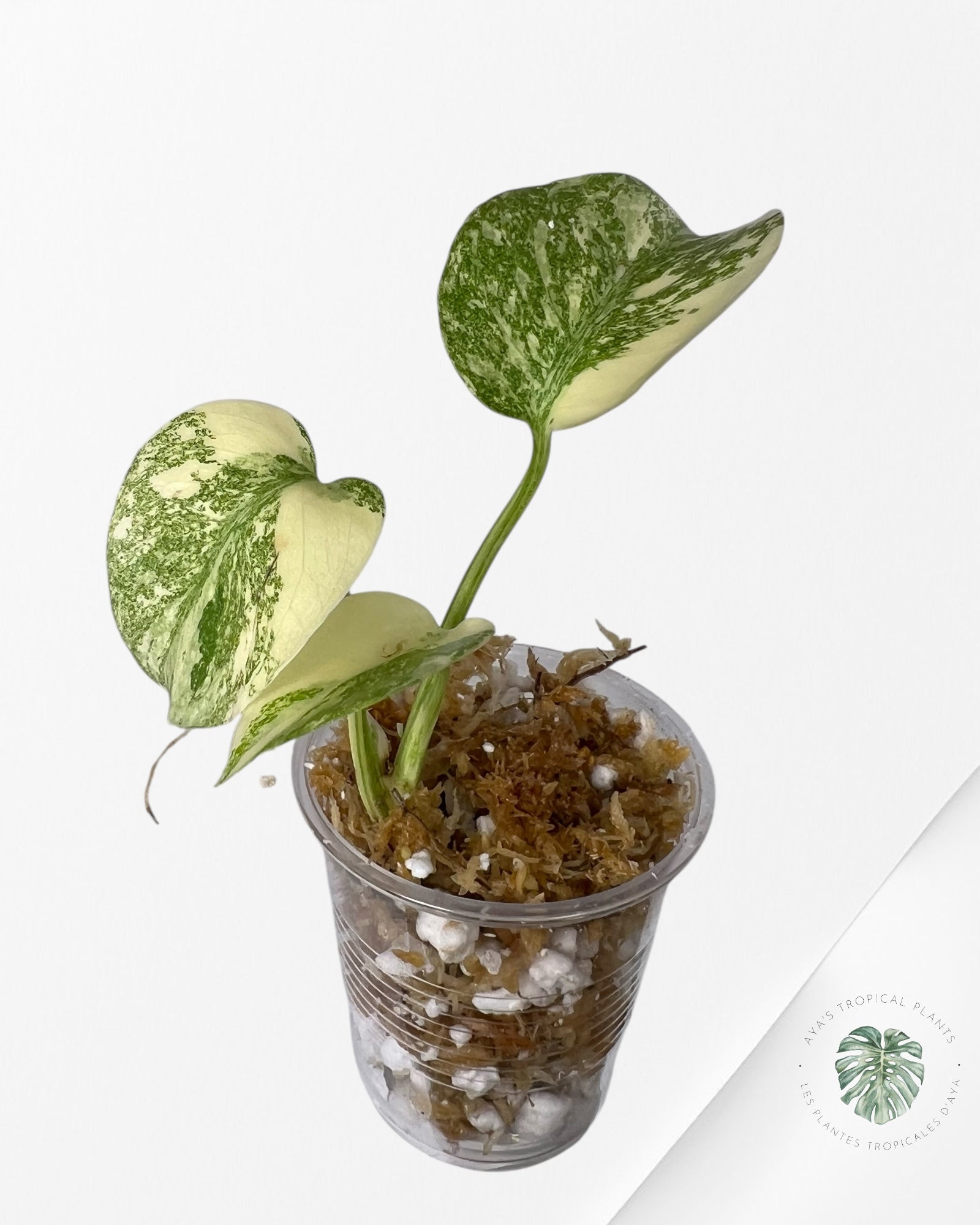 Monstera Thai Constellation Crème Brûlée (Grade A) - TC1