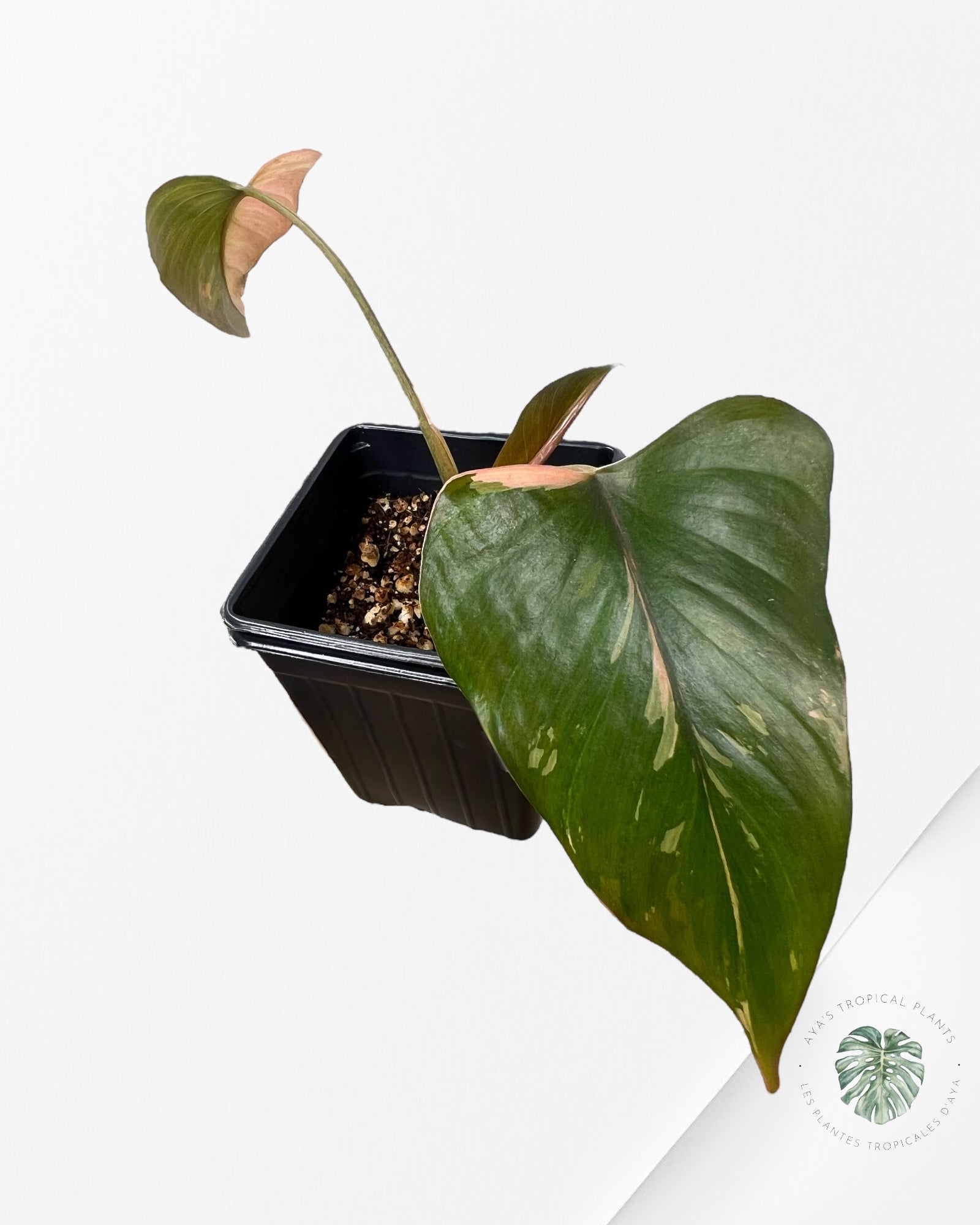 Homalomena Pink Diamond - G
