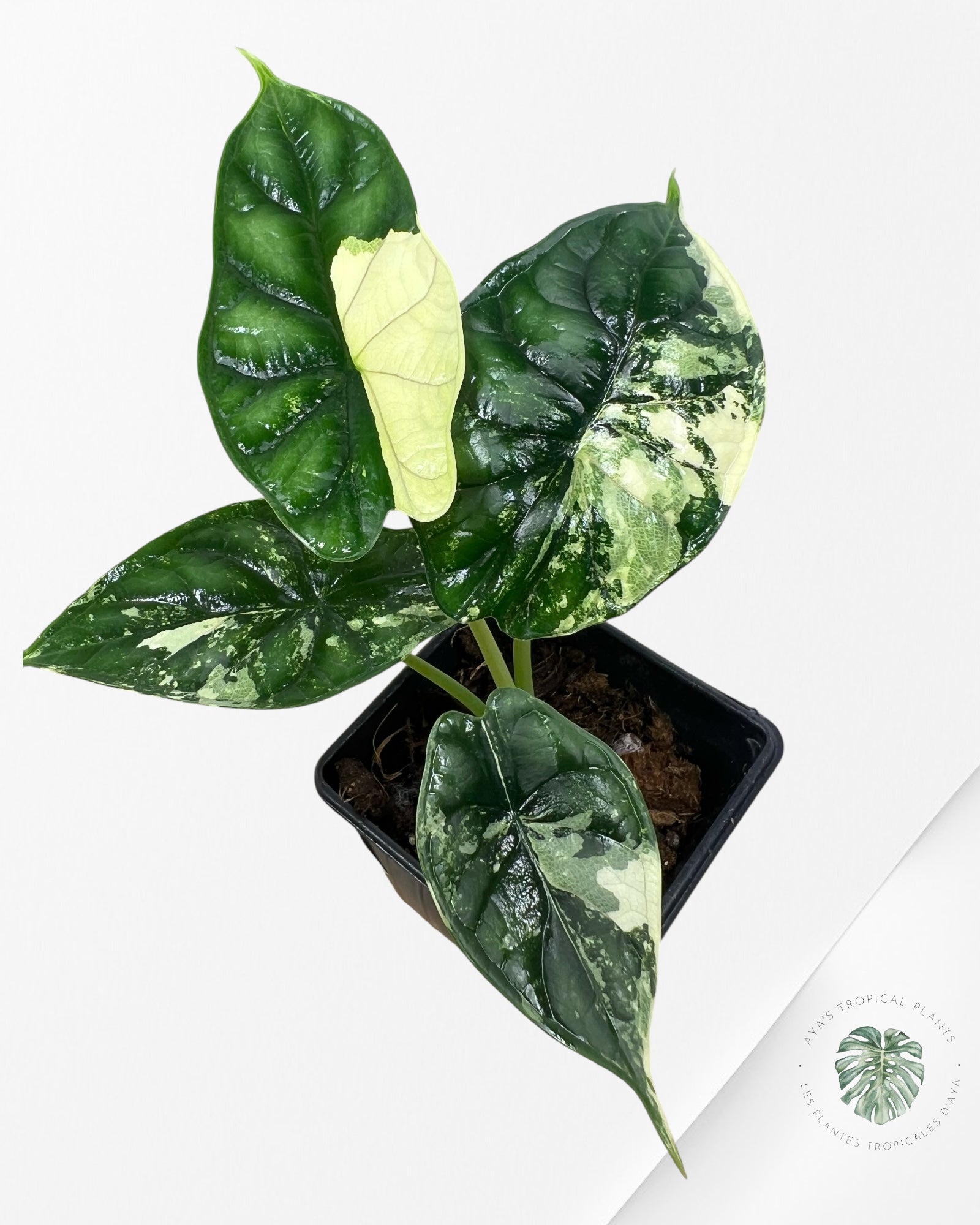 Alocasia baginda ' Dragon Scale’ variegated- F5