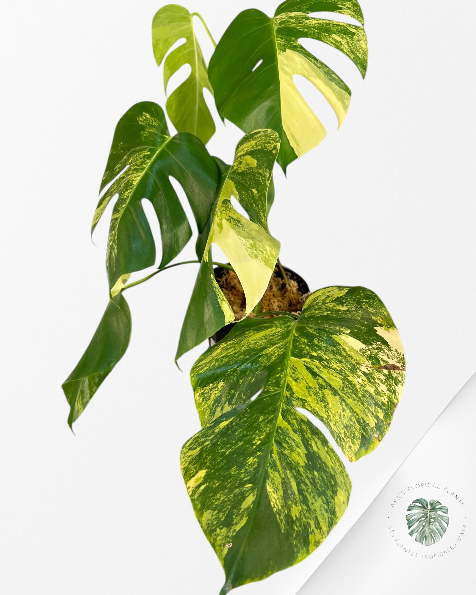 Monstera Aurea -JA1