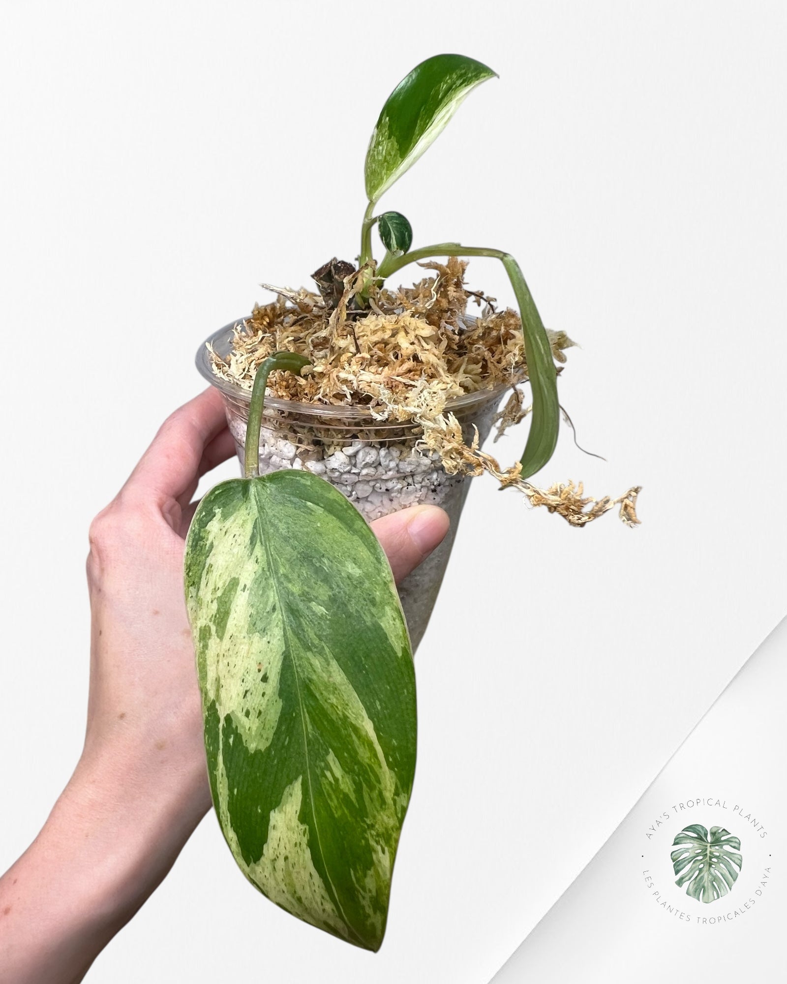 Philodendron Emerald Ice Aurea - F