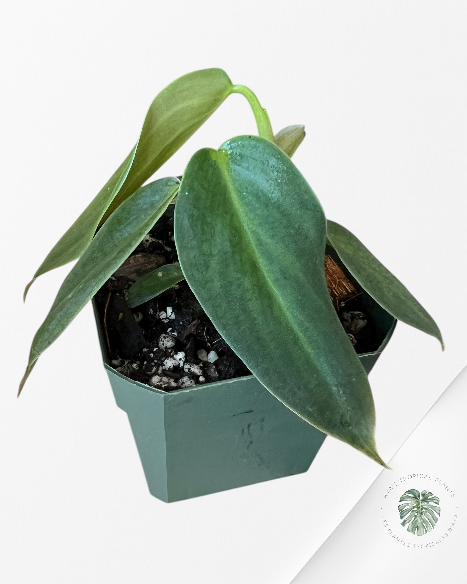 Philodendron Gigas-G