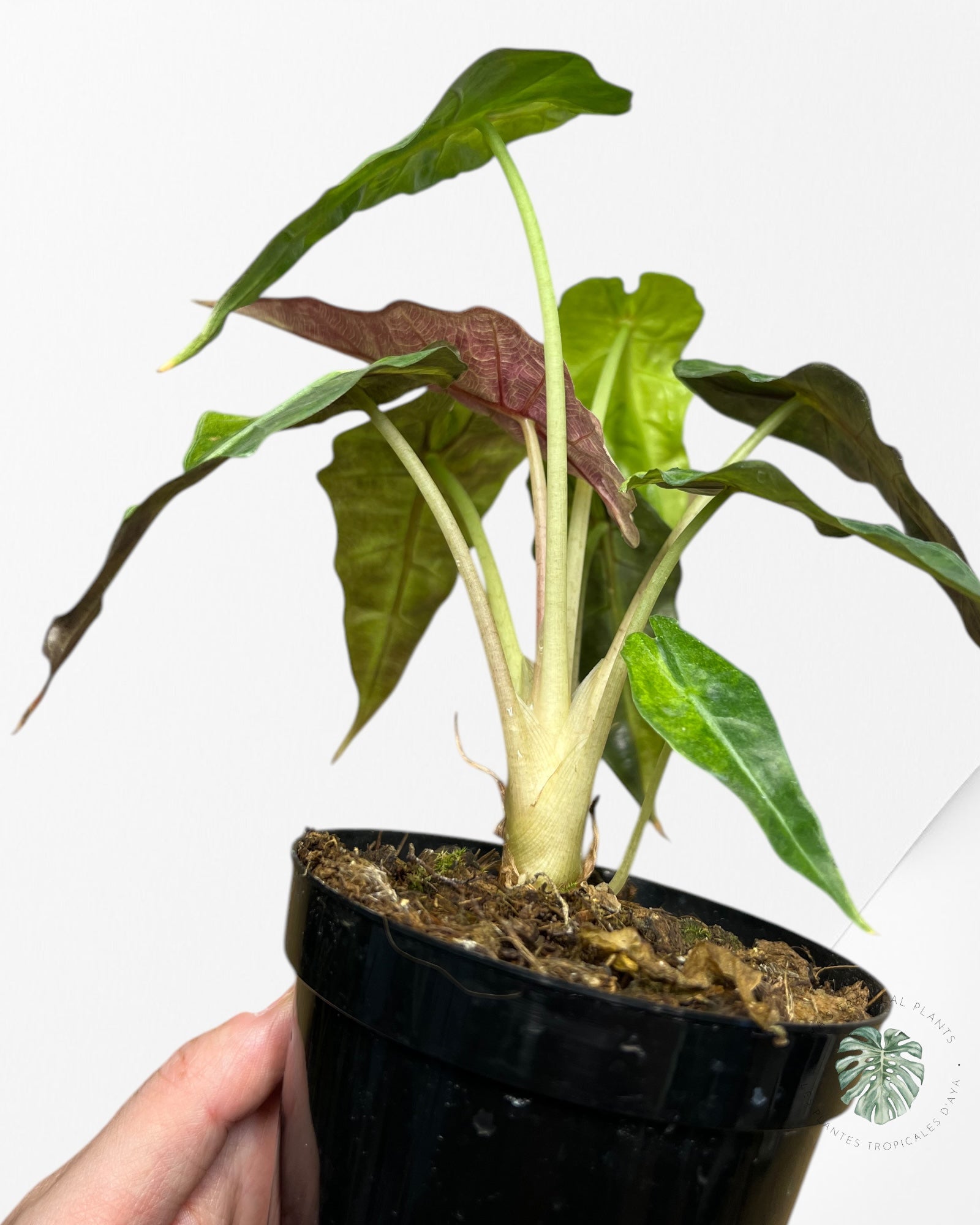 Alocasia amazonica 'Polly' variegate-AAPV4