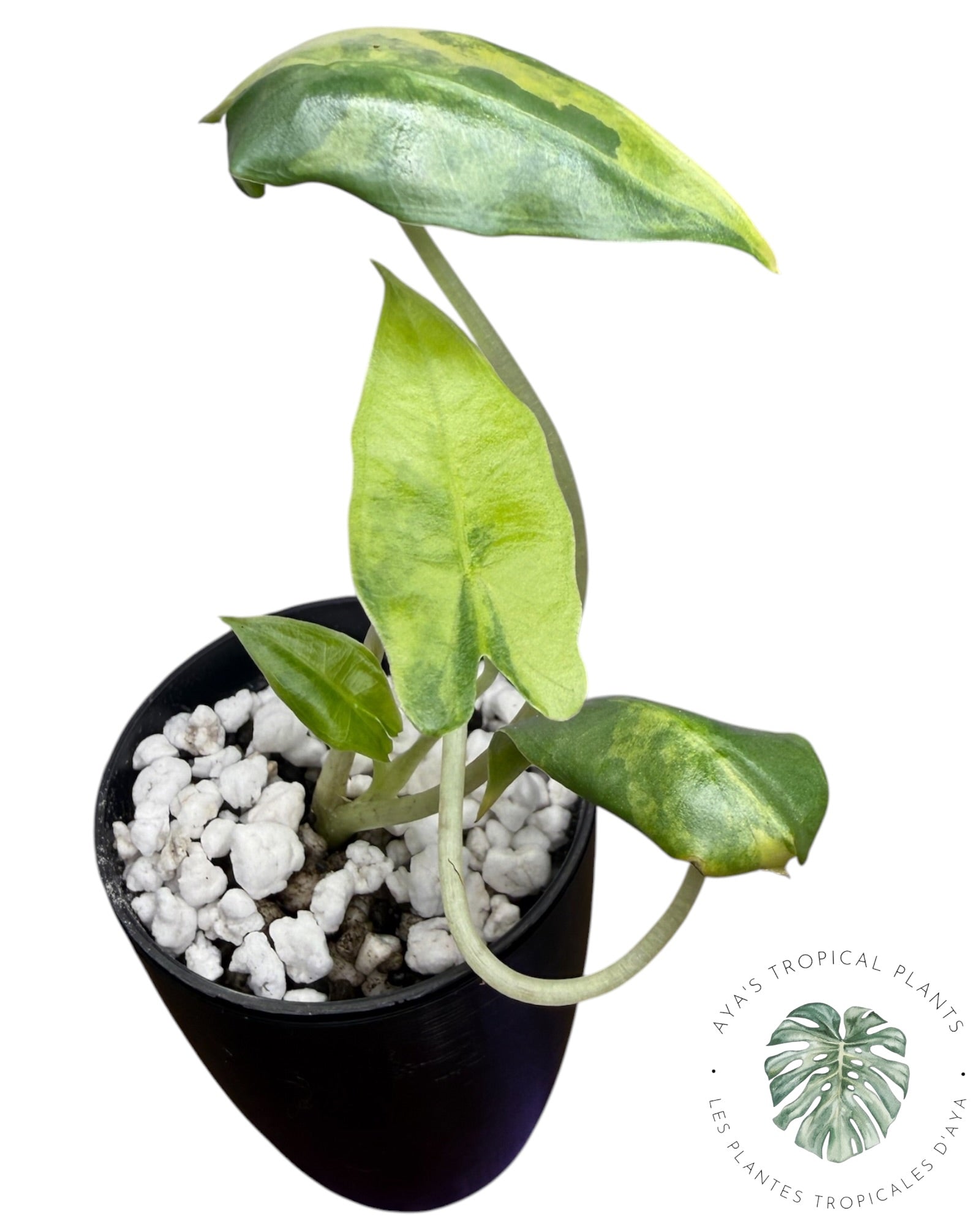 Alocasia Sarian Aurea