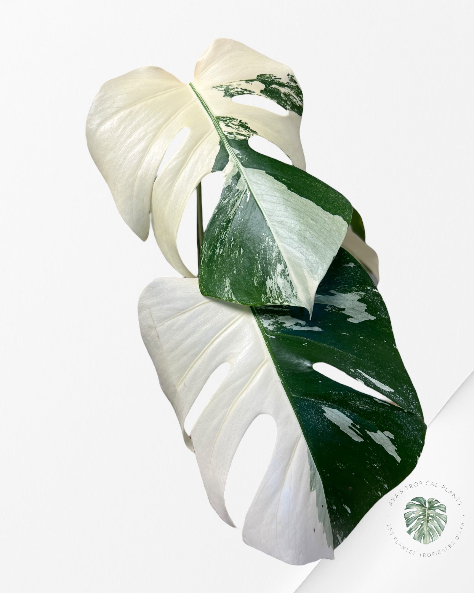 Monstera Borsigiana Albo-JA15