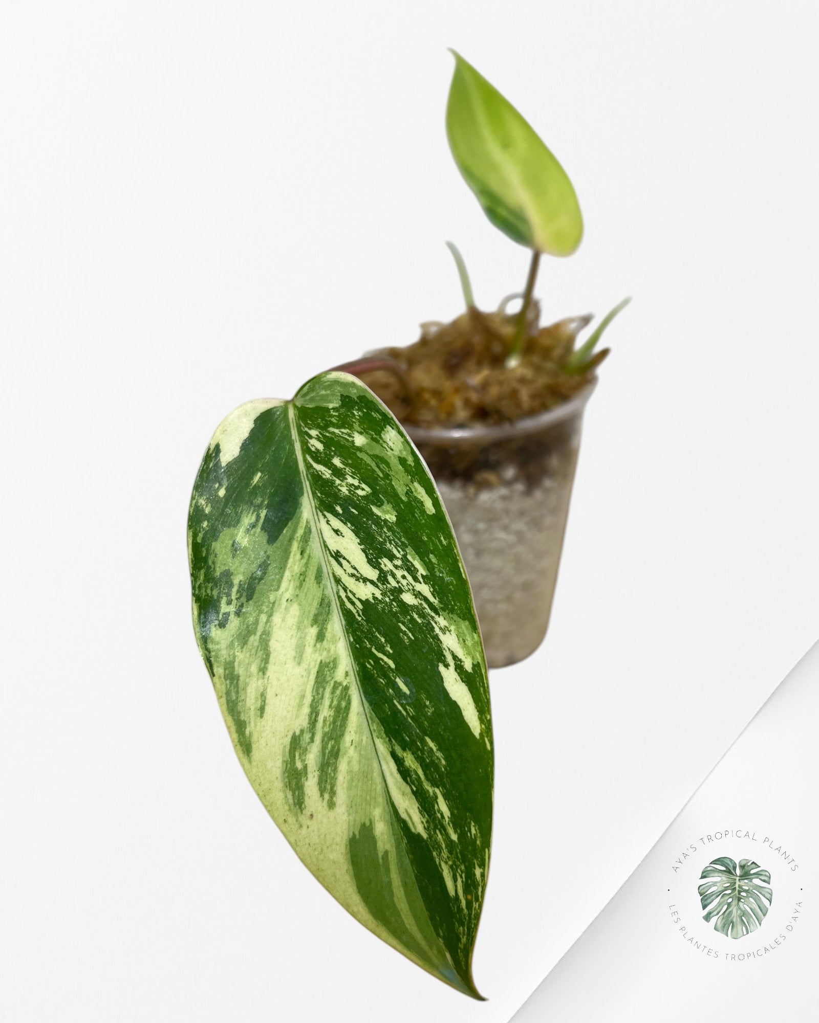 Philodendron Temptation Panaché -022