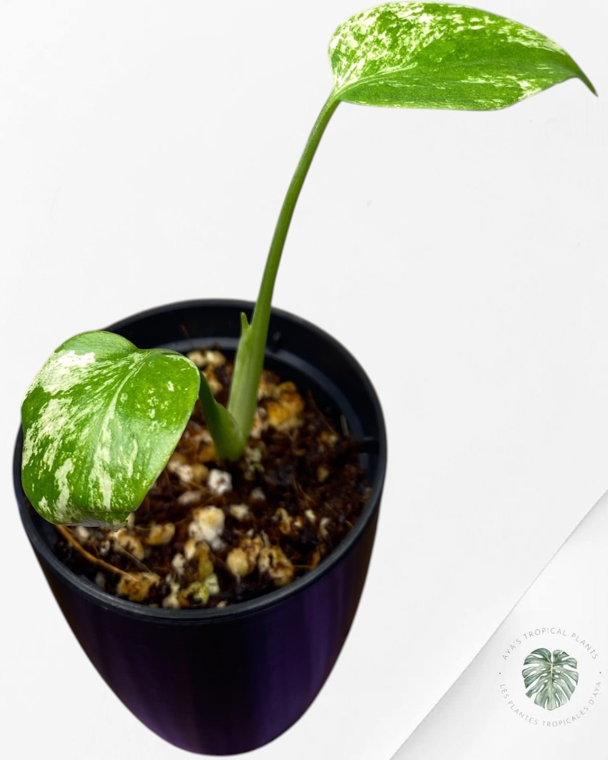 Monstera Deliciosa “Starlight”