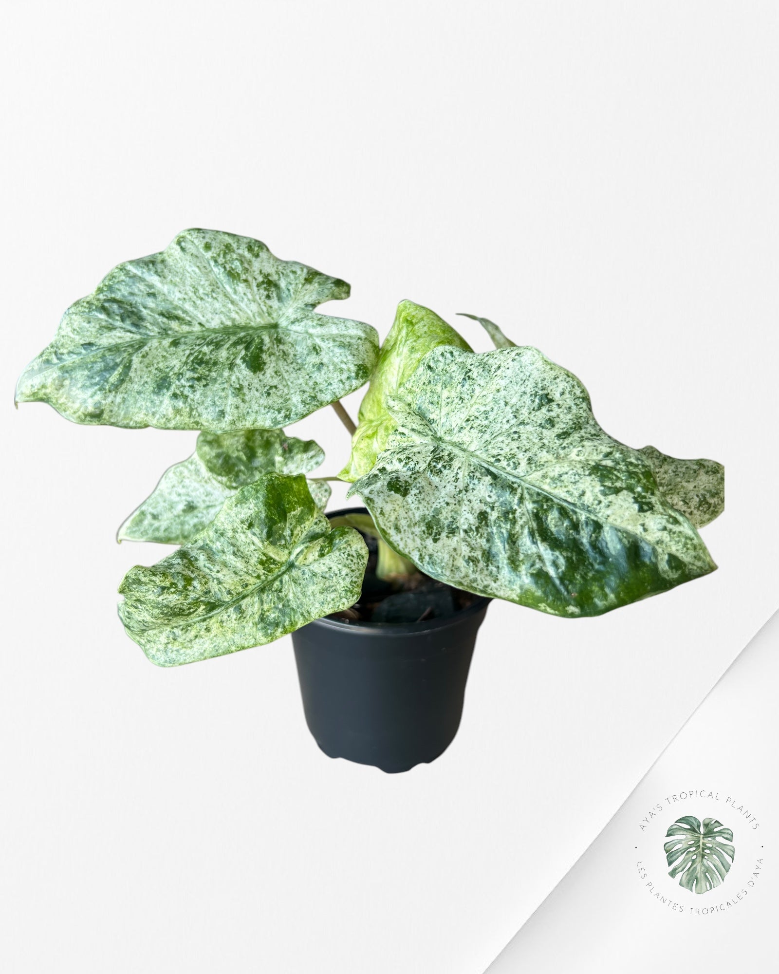 Alocasia macrorrhiza 'Camouflage'-D