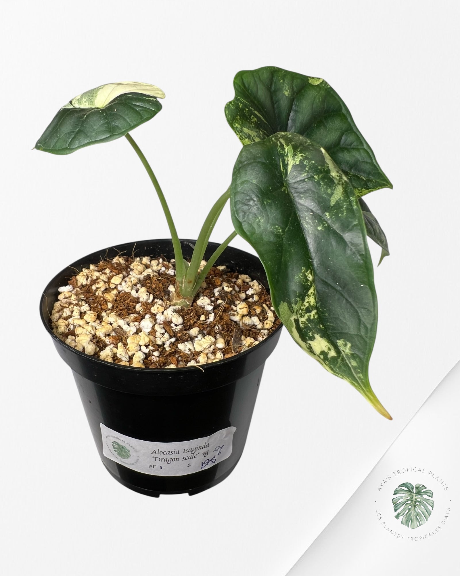 Alocasia baginda ' Dragon Scale’ variegated - F1