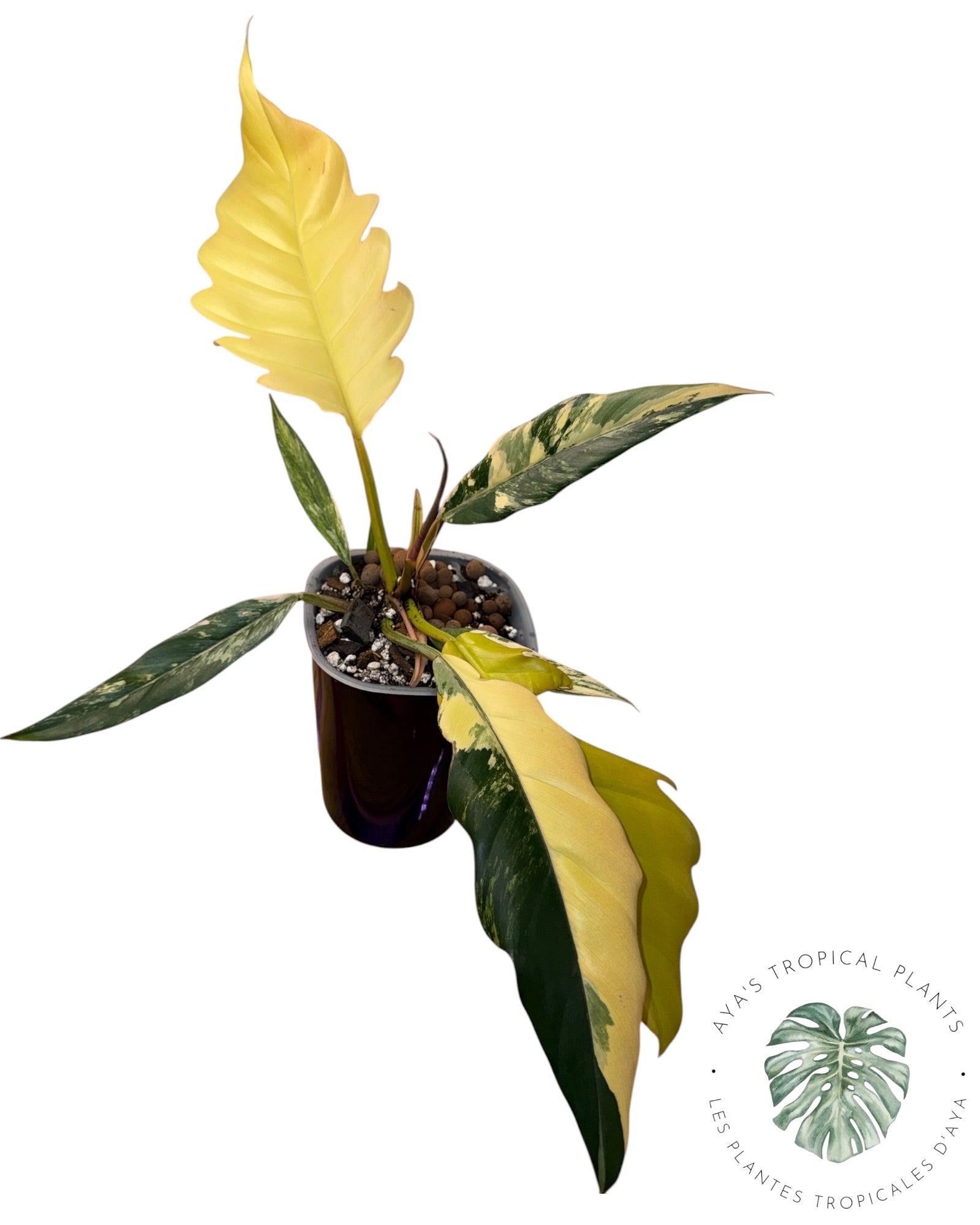 Philodendron Caramel Marble