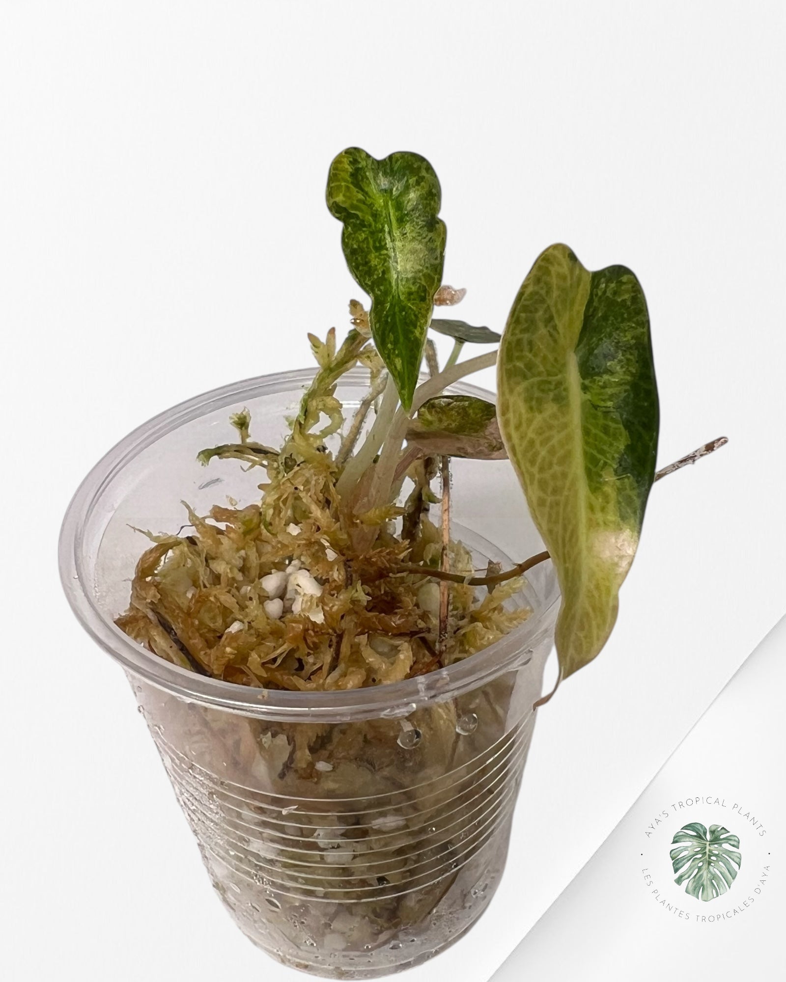Alocasia Bambino Variegated (Aurea) - TC01