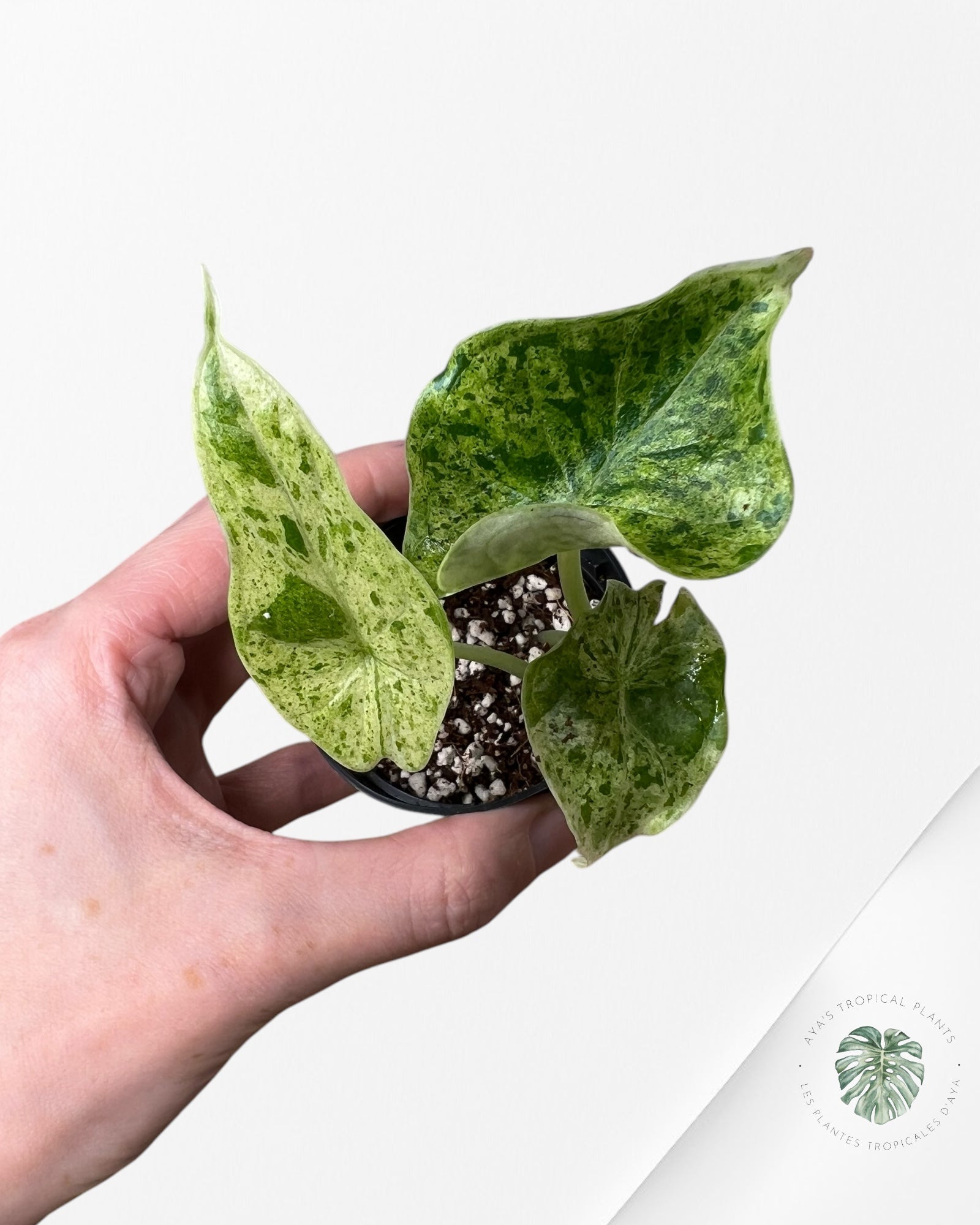 Alocasia Dragon Scale Mint - T4