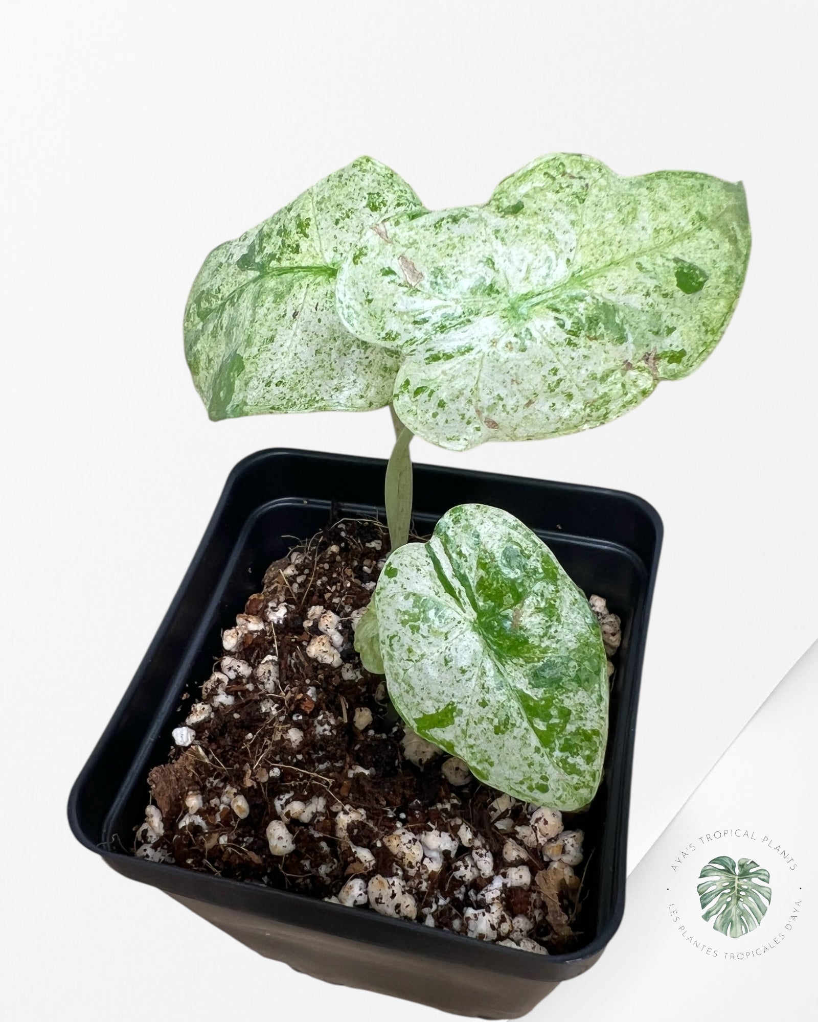 Alocasia Macrorrhiza Splash -SPJ