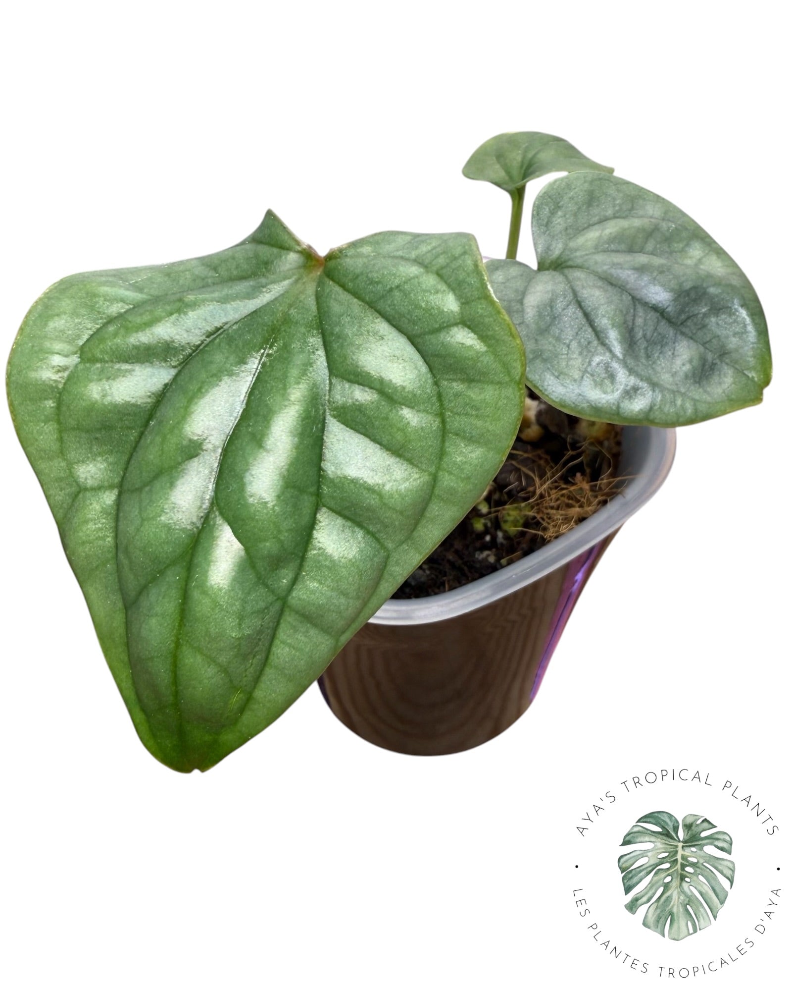 Anthurium Luxurians