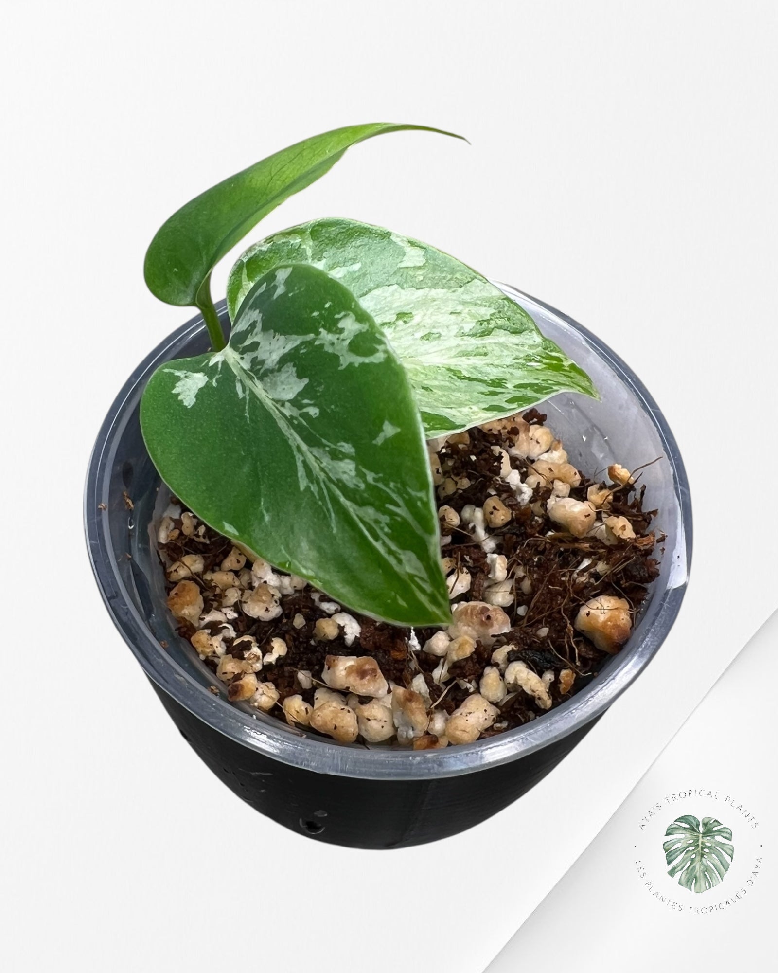 Monstera Deliciosa Bulbasaur