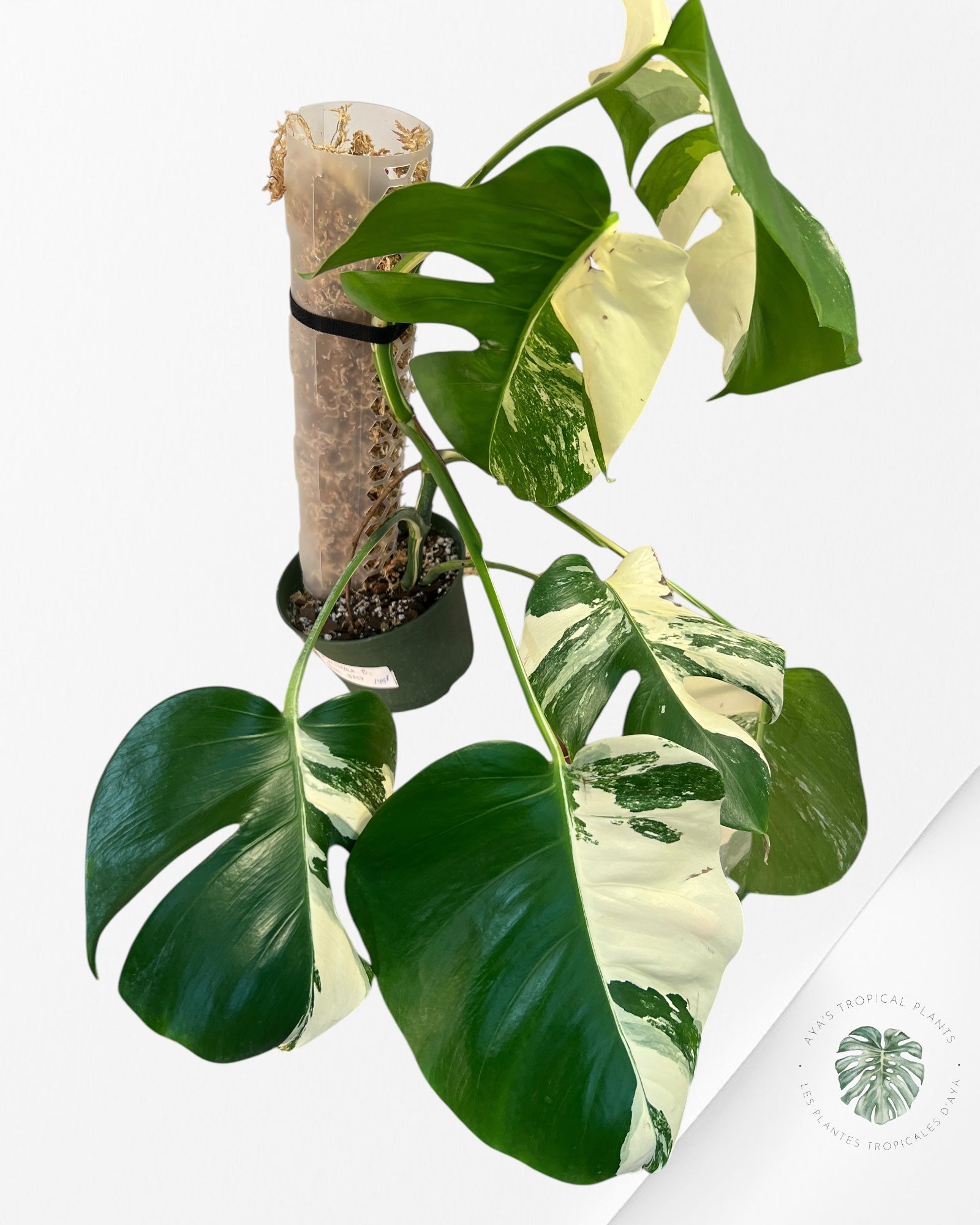 Monstera Borsigiana Albo-JA17