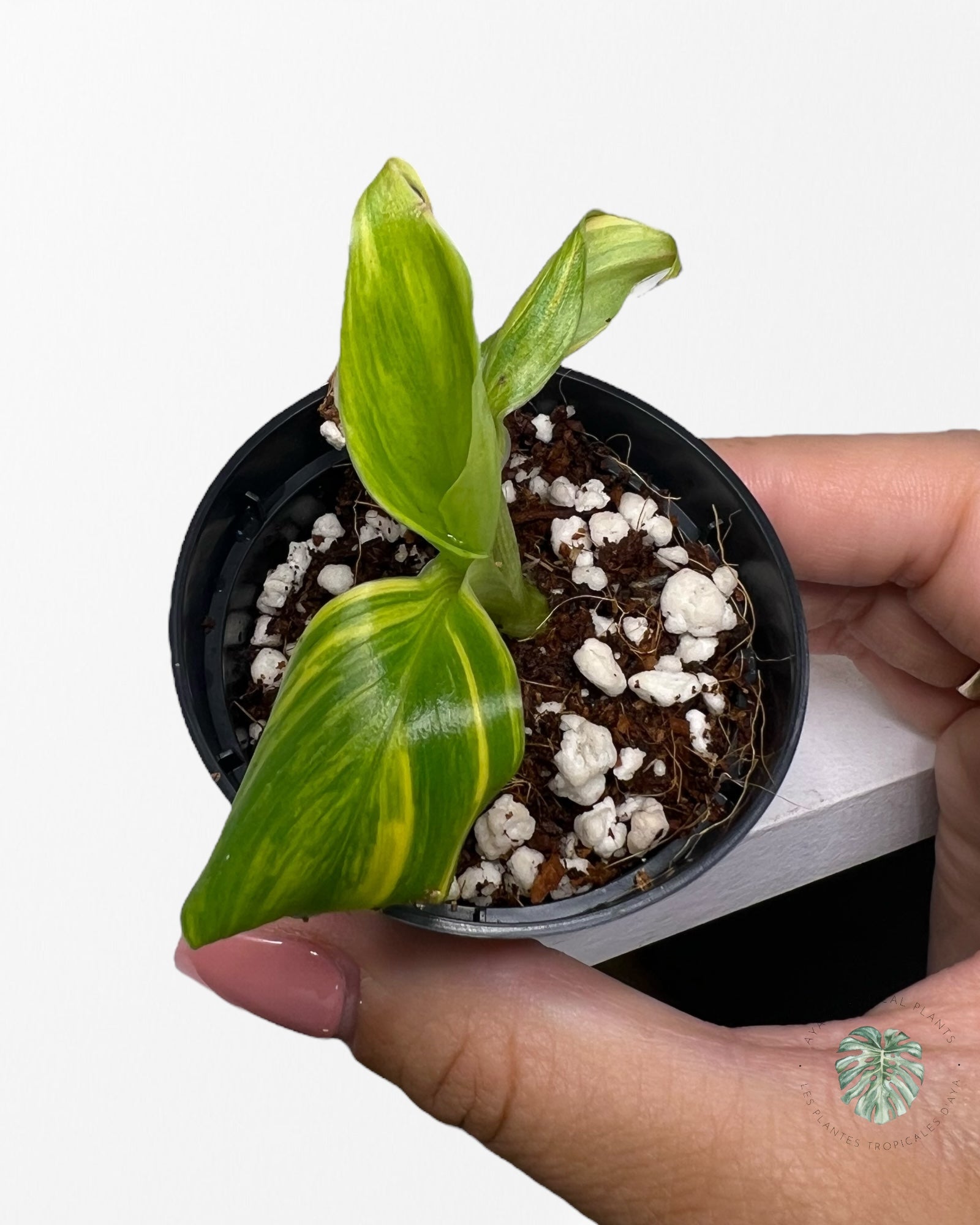 Banana Tree (Aurea) Variegated - TC2
